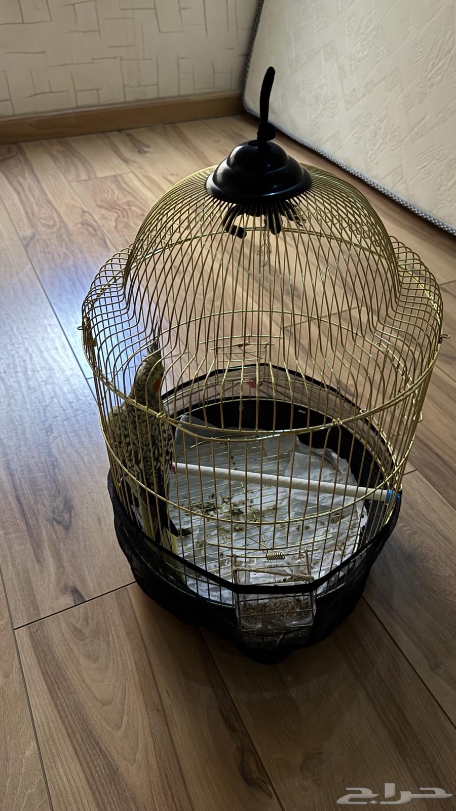 Crowan bird64522330852227114