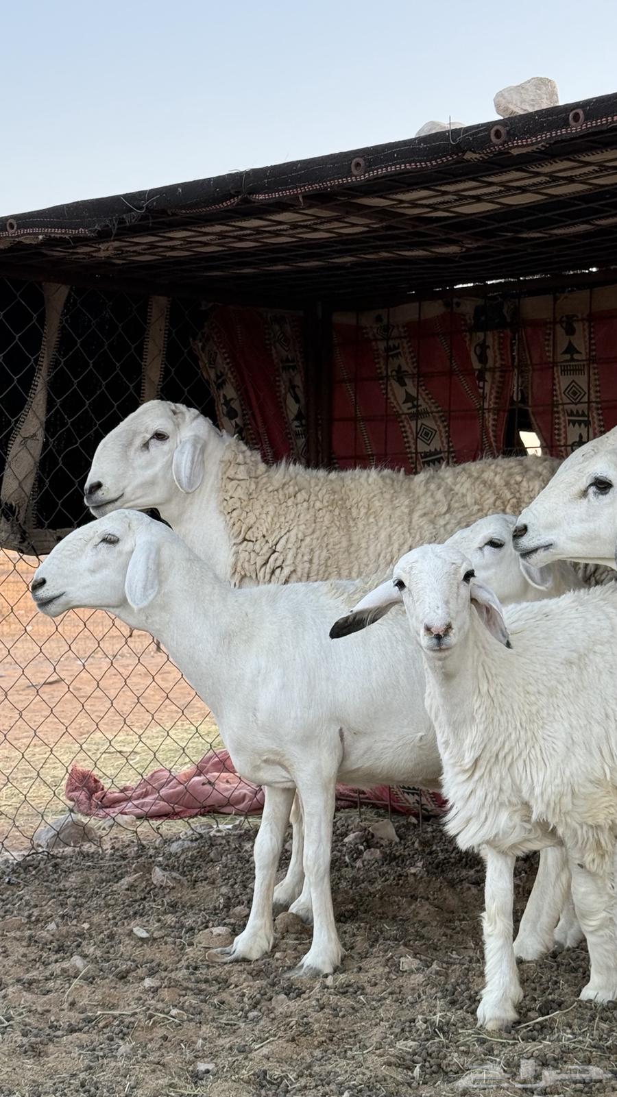 خروف حري صنف(تم البيع)64520275522179111