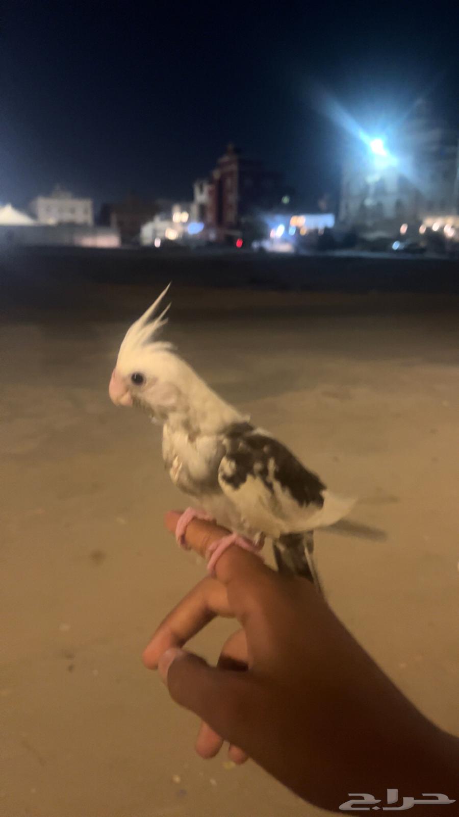 كروان للبيع64525330840961110