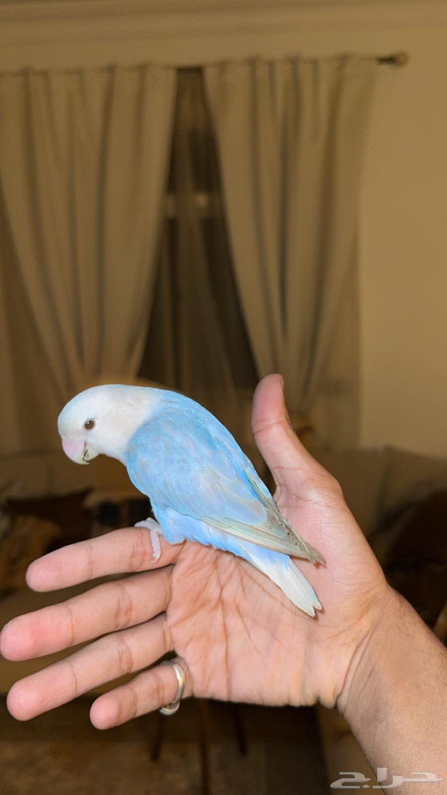 روز هدد داخلي وخارجي ((نشبه )) تم البيع64519087982210112