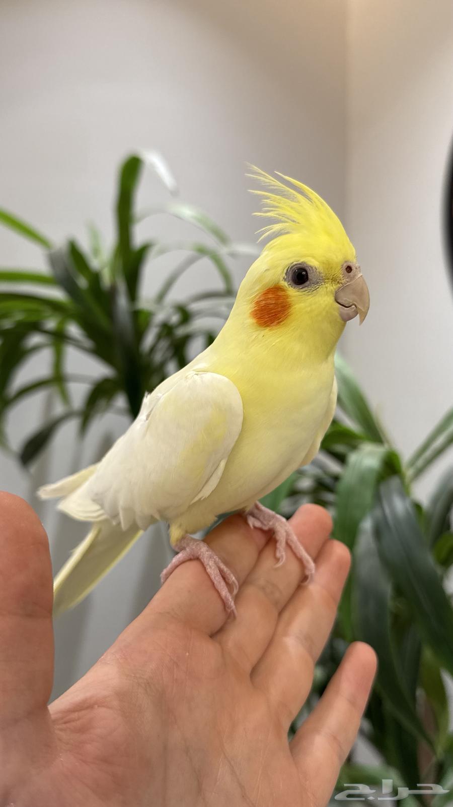 أنثى كروان اليييفه64526537853058110