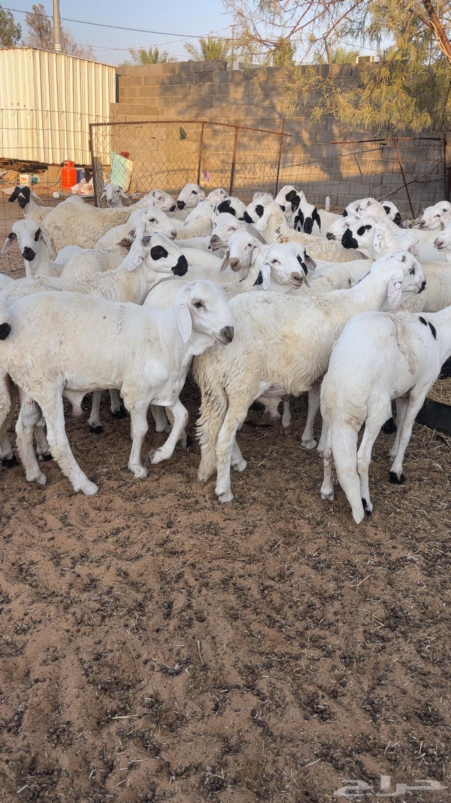 بهم سواكن64524615045249112