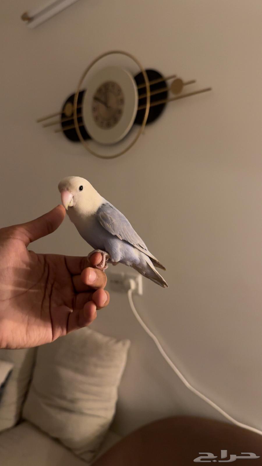 روز هدد داخلي وخارجي ((نشبه )) تم البيع64519087982210114