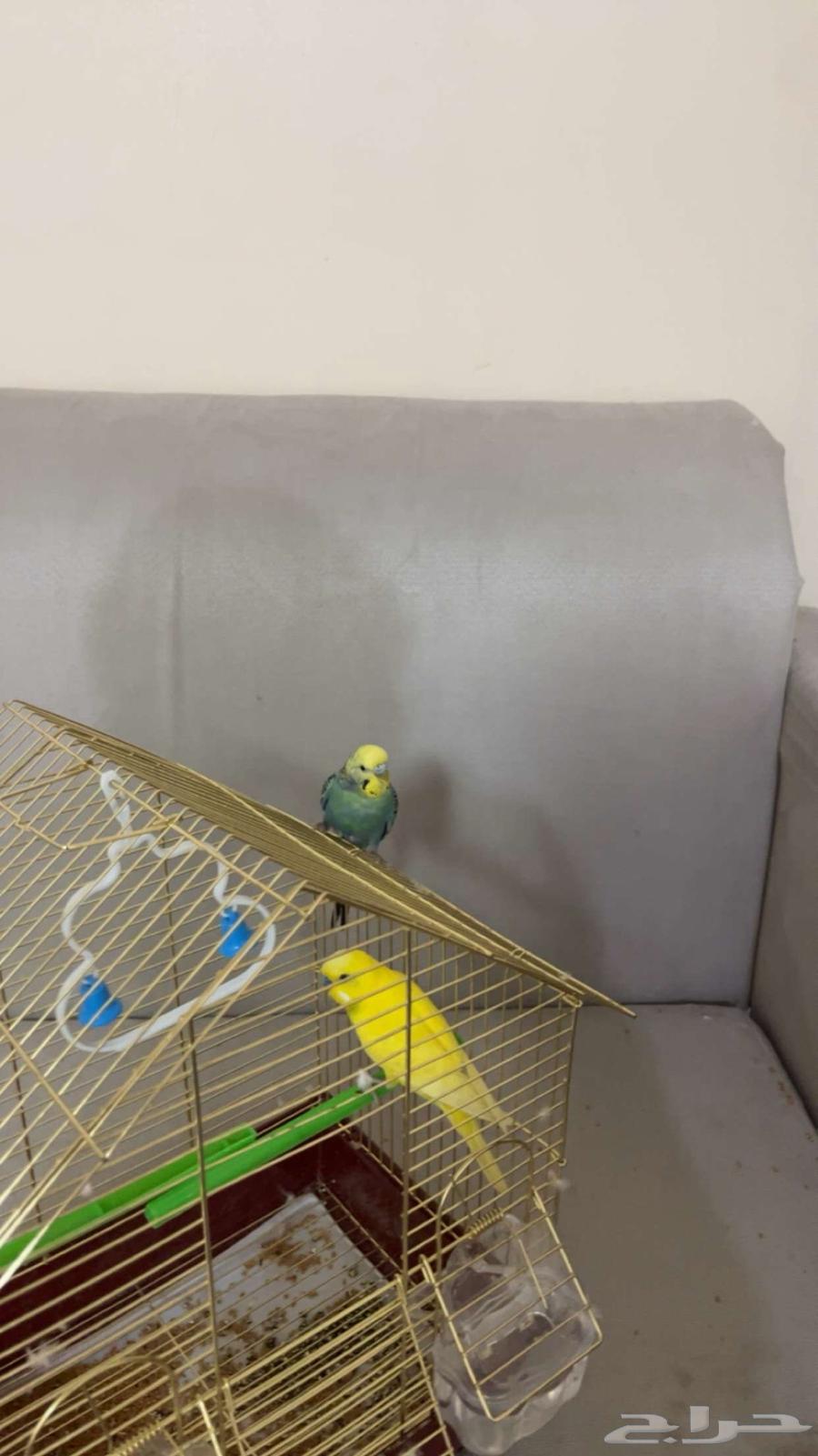 زوج بادجي للبيع64519554499073110