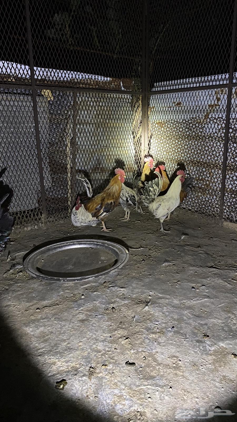 ديوك64525053392643111