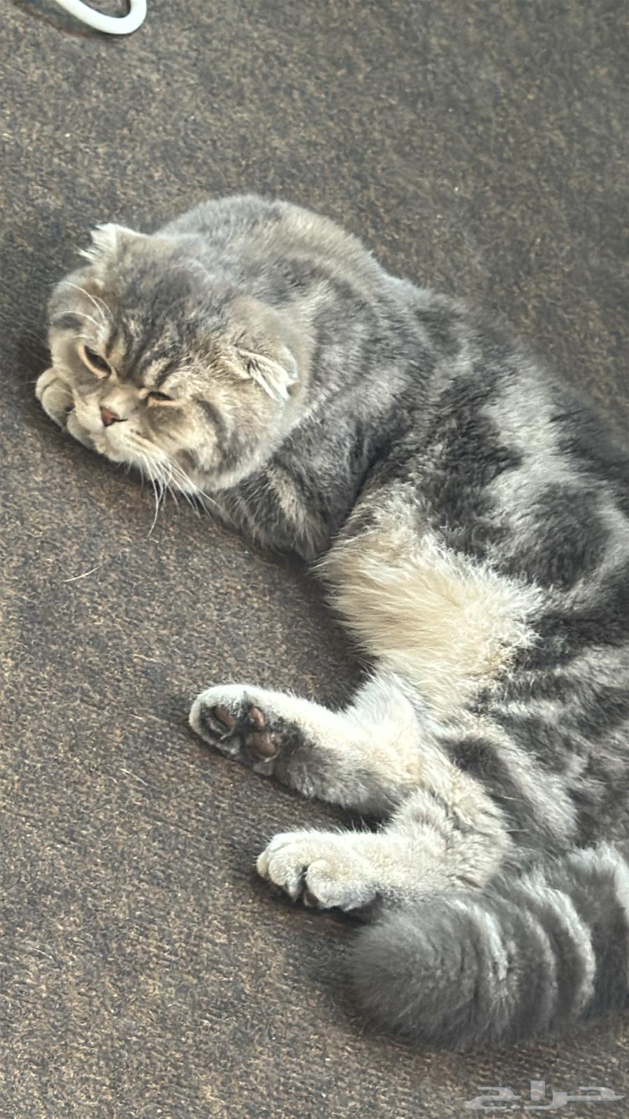 Scottish Fold Kitten for Sale64518946077185114