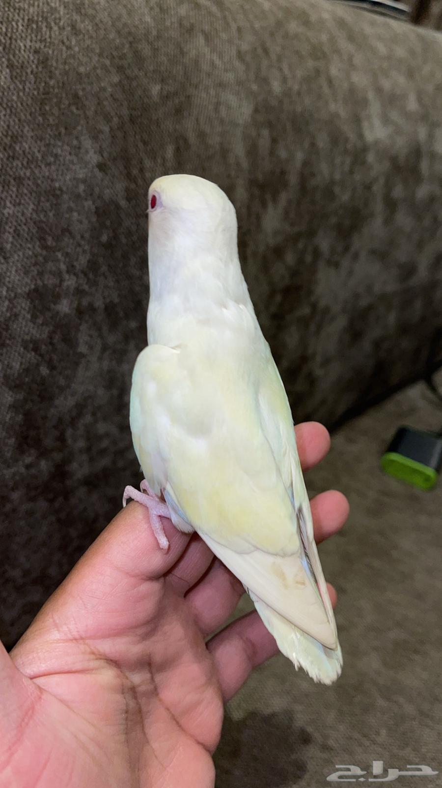 روز هدد نشبه64520318364161112