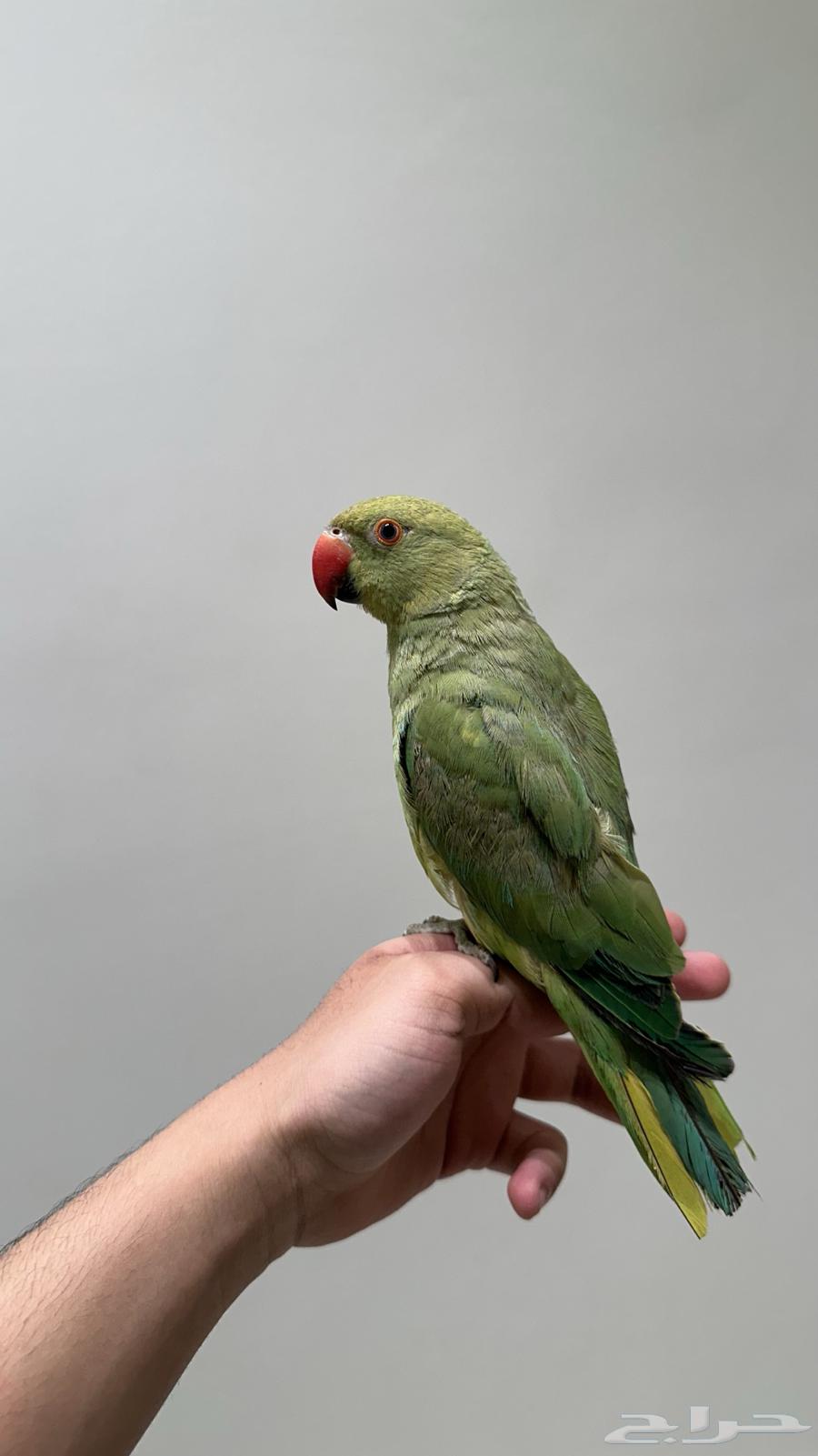 ببغاء الدره64519257895811111