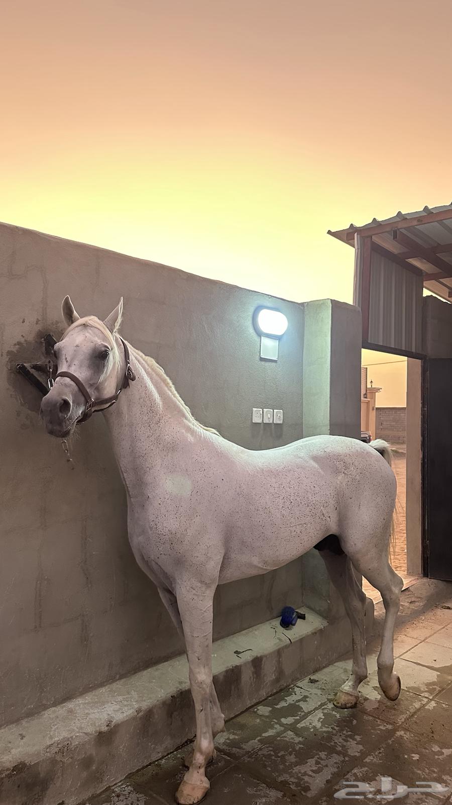 حصان شييخ للبيع64519087974787111