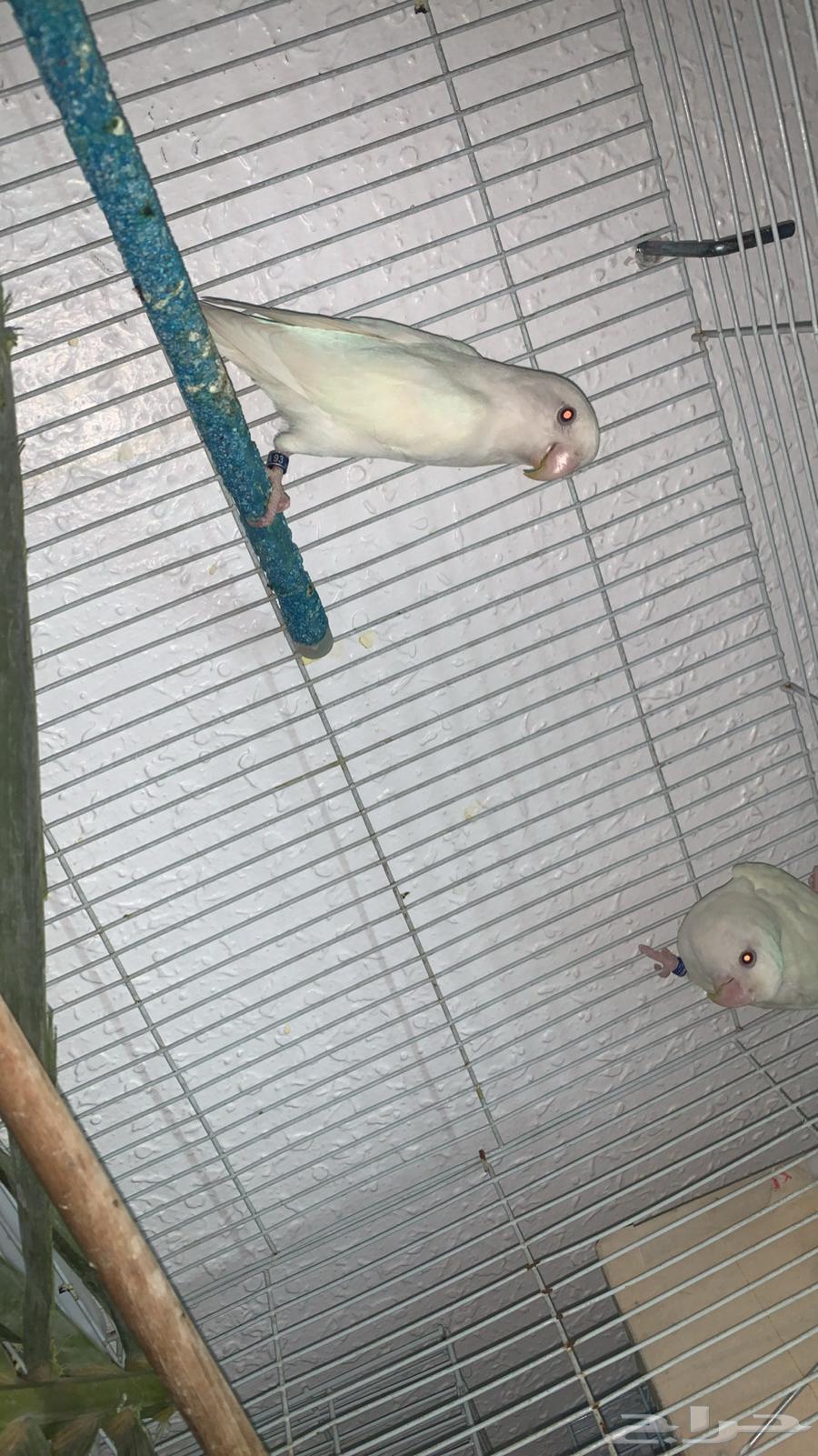 زوج البينو جامبو منتج64525676845697110