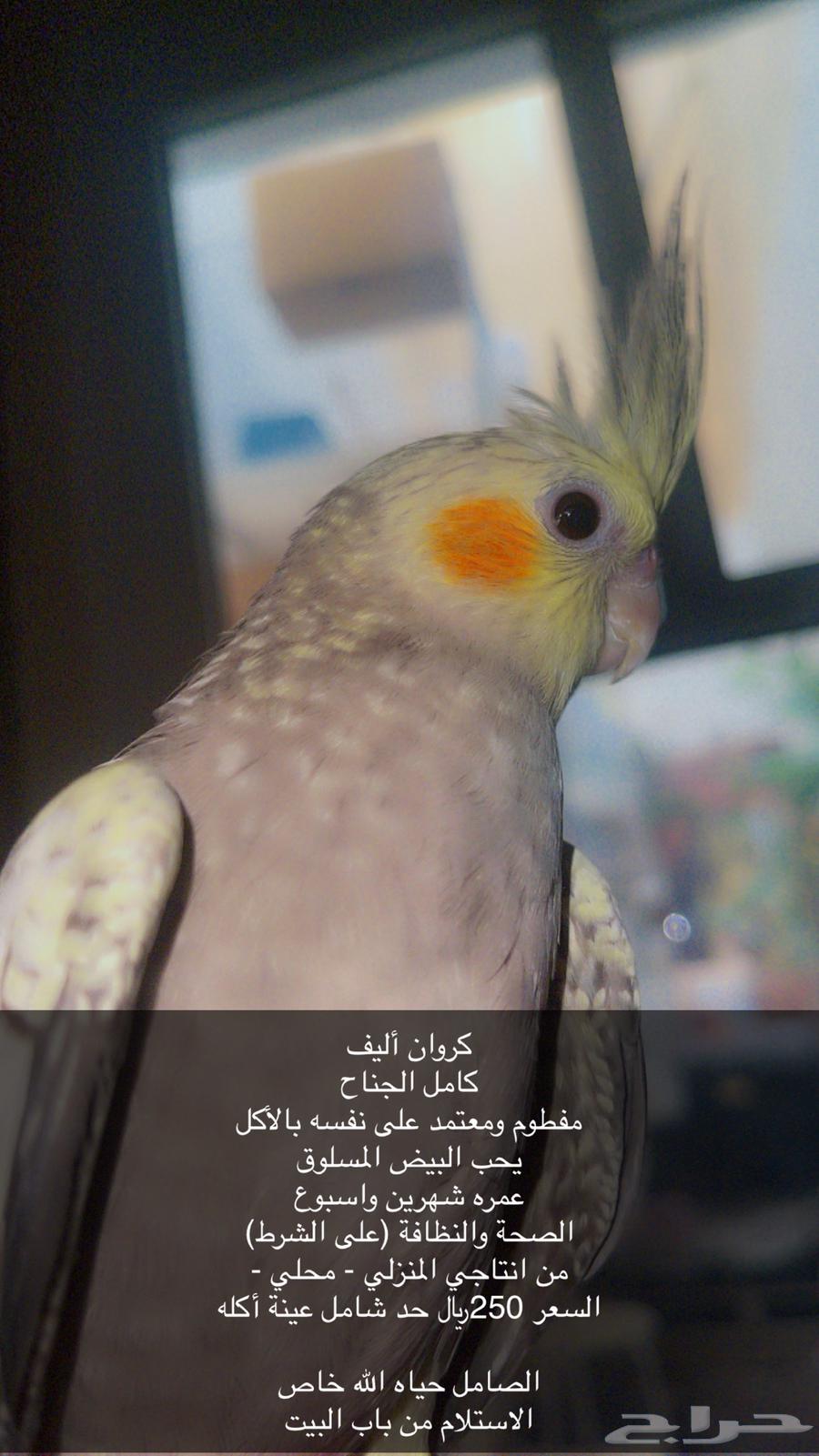 كروان مشروط الصحة والولافة تم البيع64520261503491110