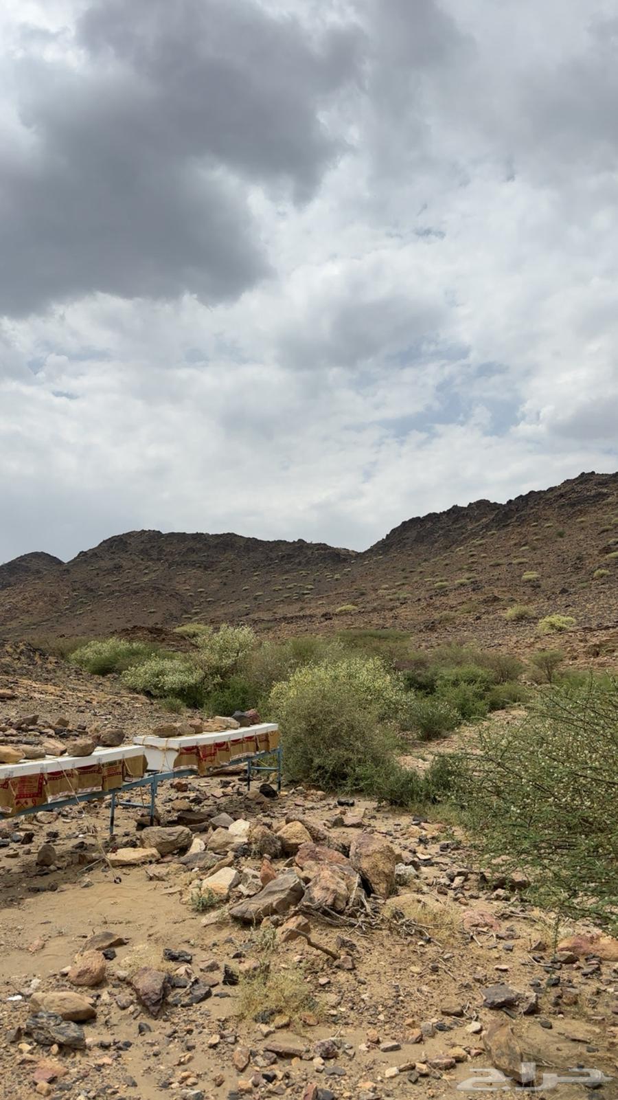 Katada honey from the plains of Balsamar is guaranteed and available on request64525275562626114