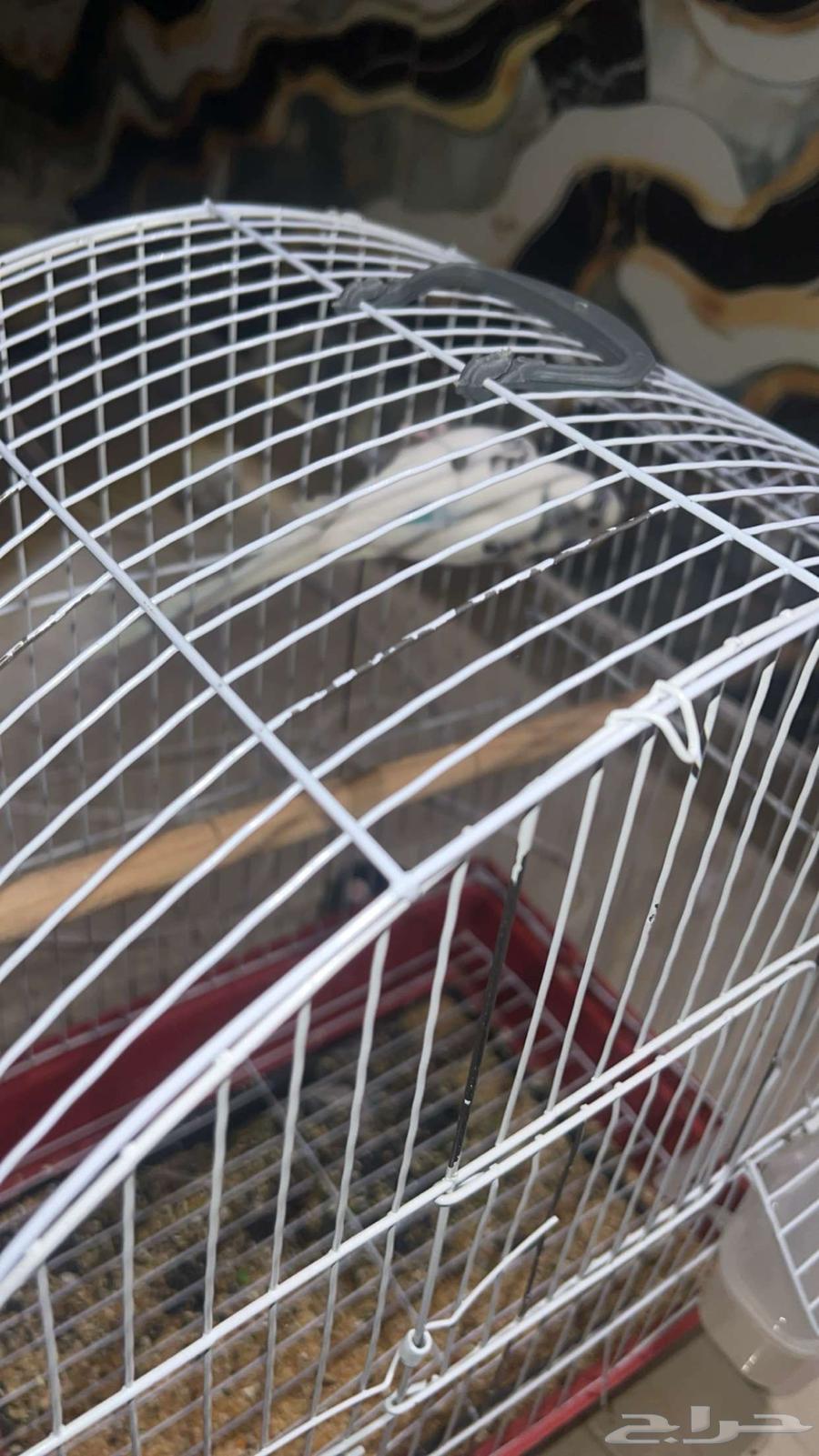 طيور للبيع64523696864771110