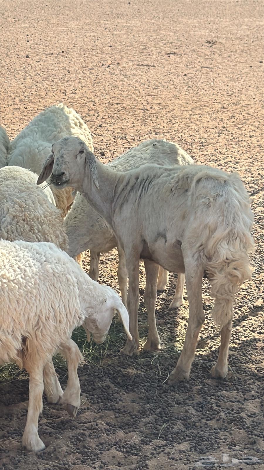 King for sale, sharp64523654659330110