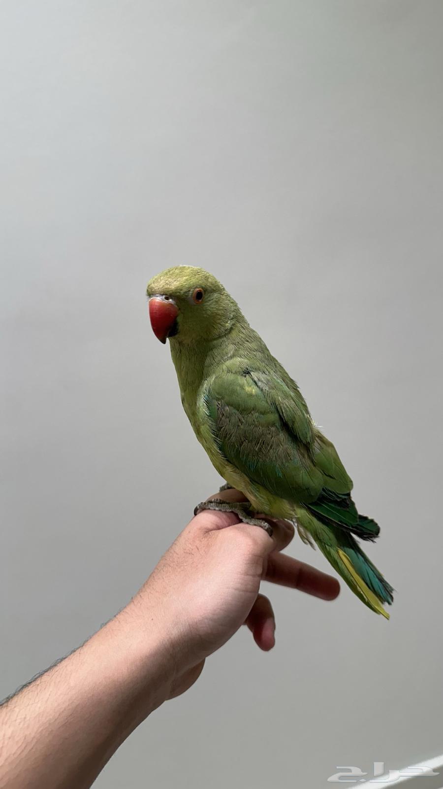 ببغاء الدره64519257895811110