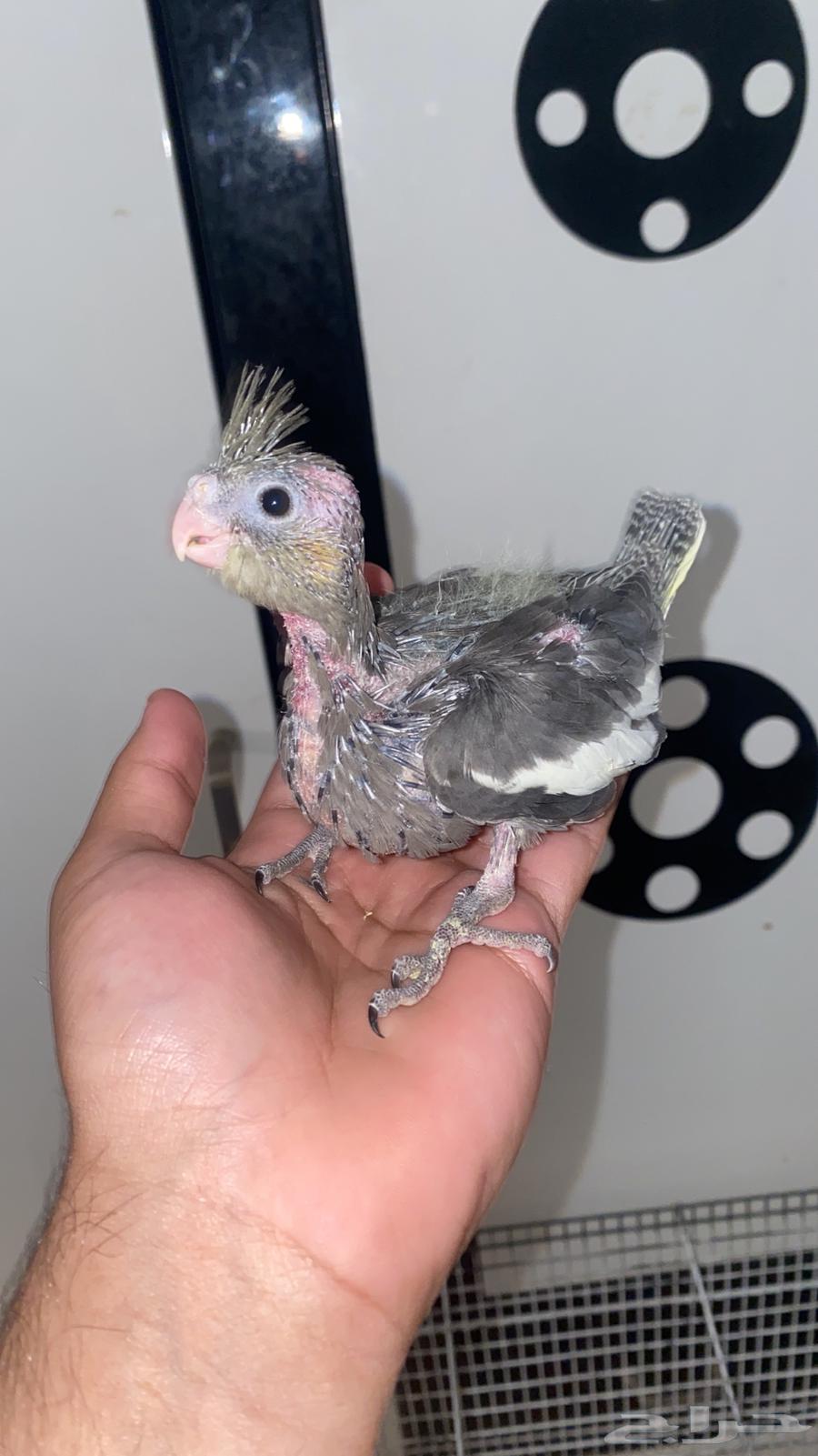 تم(البيع) متوفر فروخ ثانيه للحجز تواصل معي خاص64524587051523110