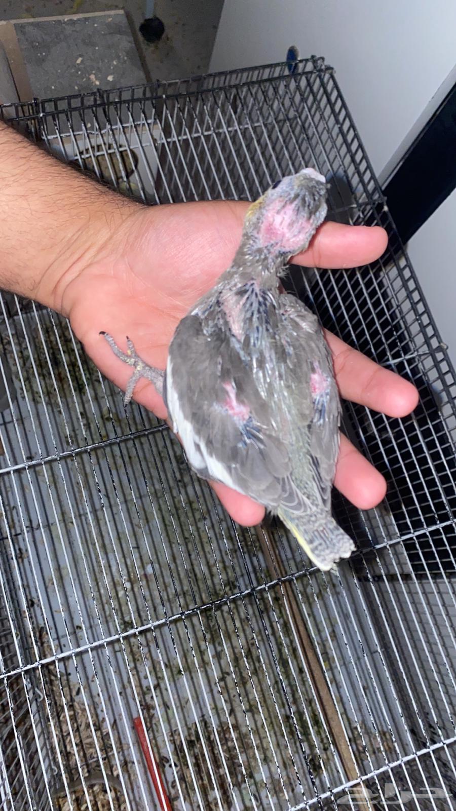 تم(البيع) متوفر فروخ ثانيه للحجز تواصل معي خاص64524587051523111