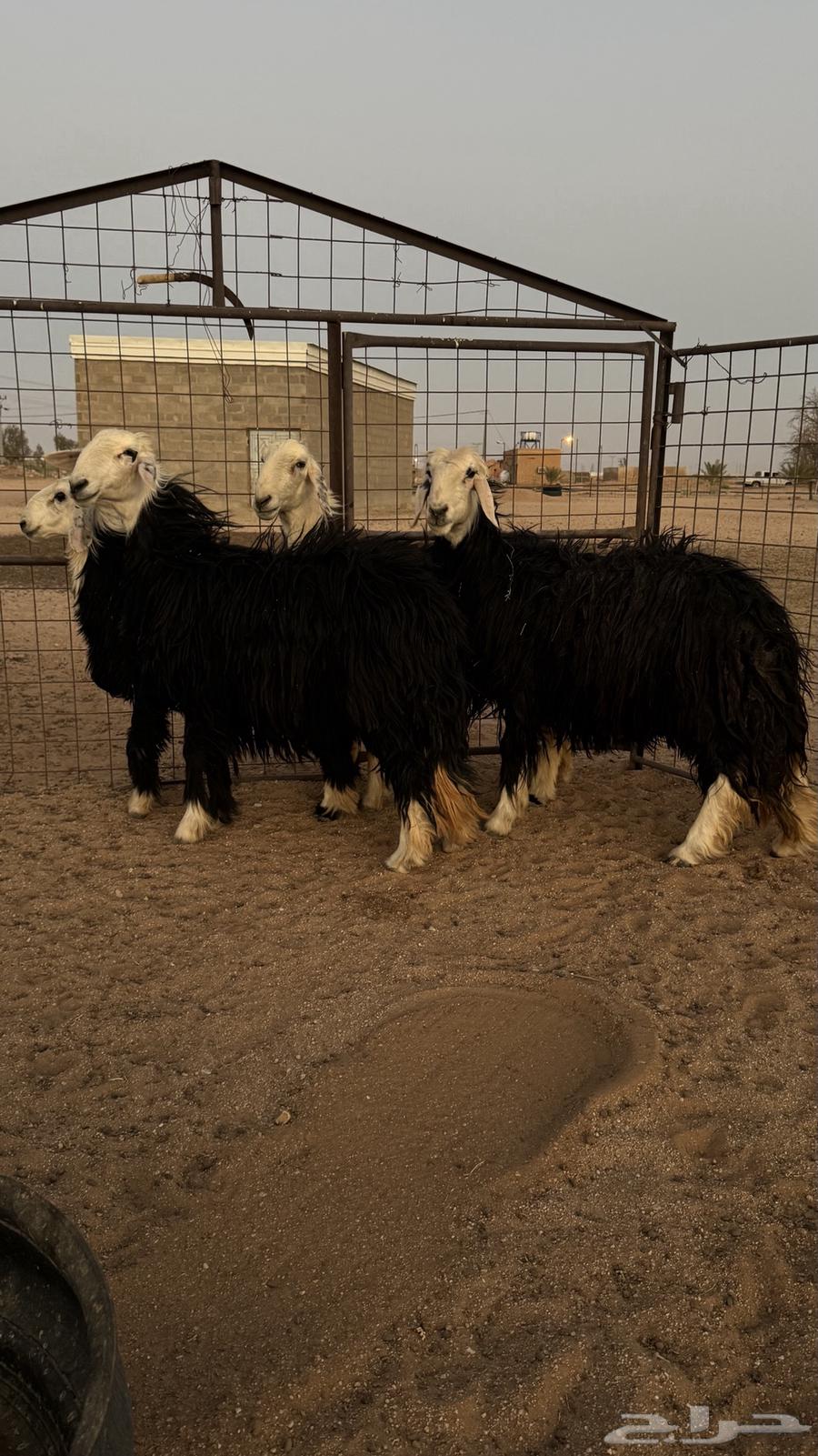 نجد للبيع64525704670978113