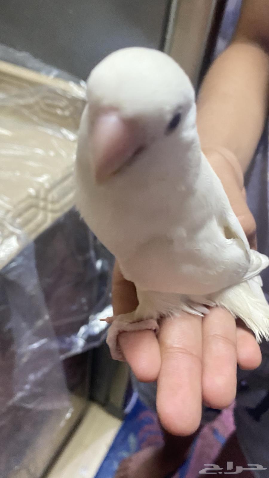 عصفور روز لبيع مشكلته انه في إعاقه بسيطه و سعره 20064526496261379111