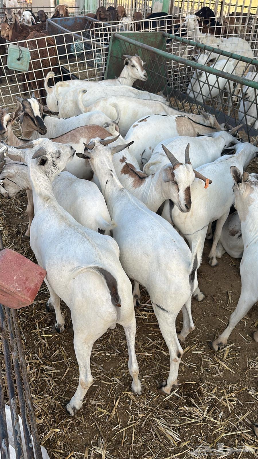 Lamb and Goat Meat for Slaughter64524178518785110
