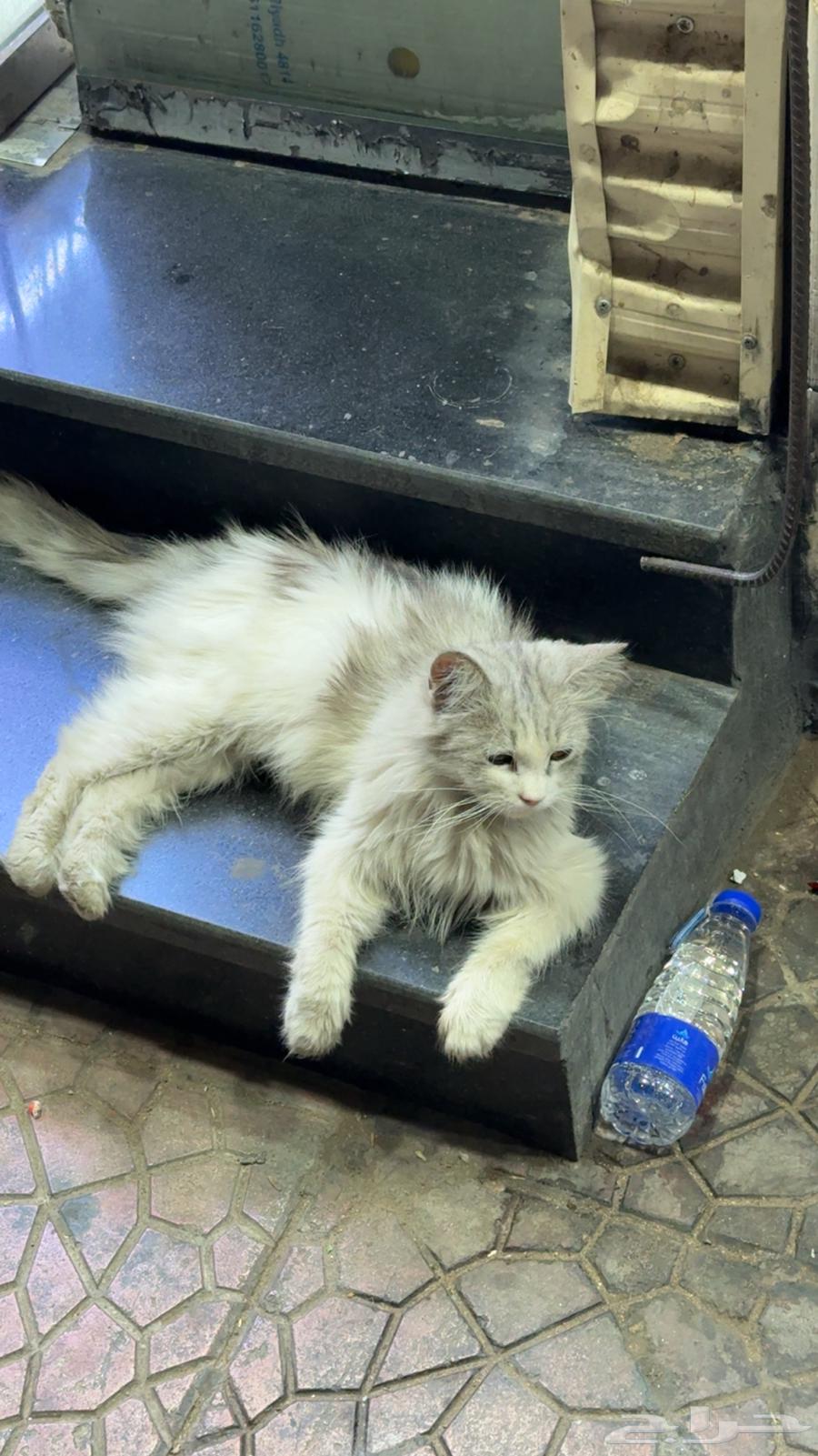 قط ضايع بالمدينة المنورة64519271895297110