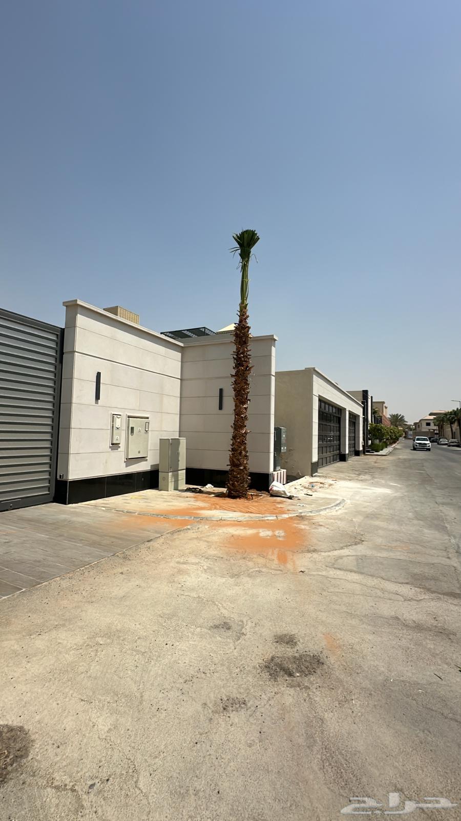 للبيع نخل واشنطني من جميع المقاسات64524614995203112