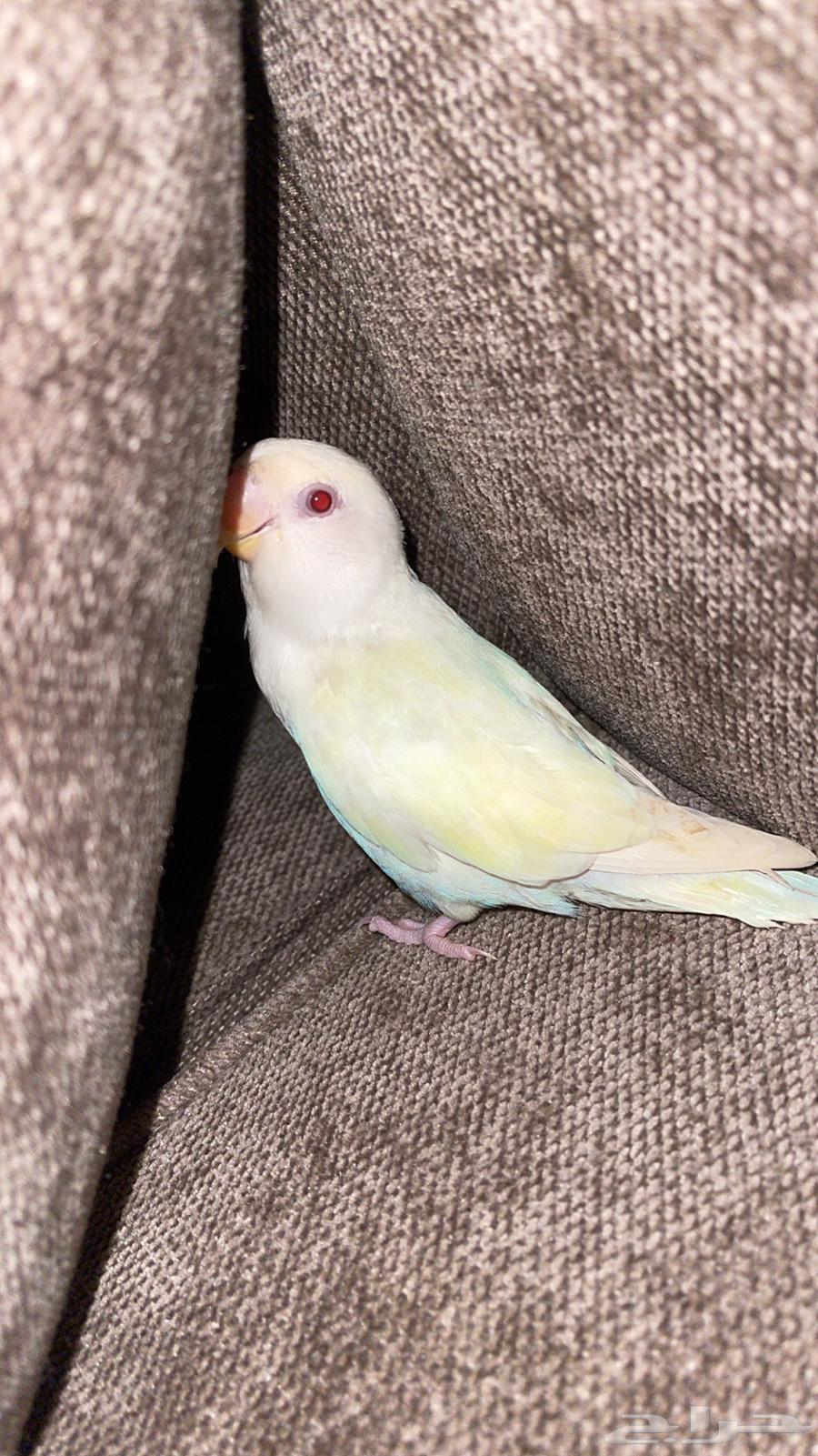 روز هدد نشبه64520318364161111