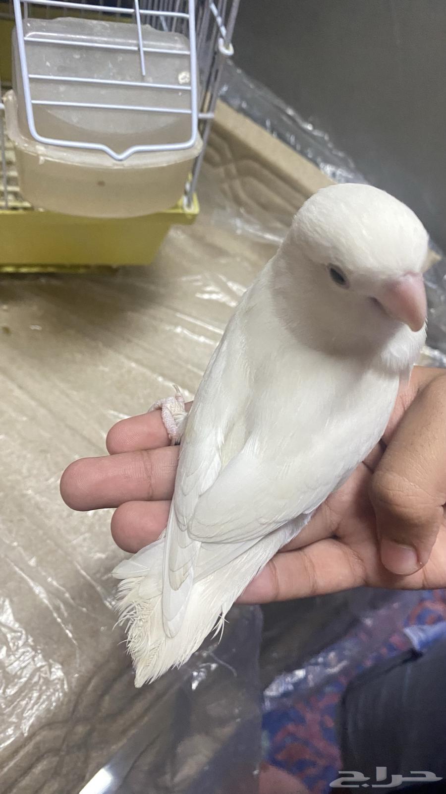 عصفور روز لبيع مشكلته انه في إعاقه بسيطه و سعره 20064526496261379112