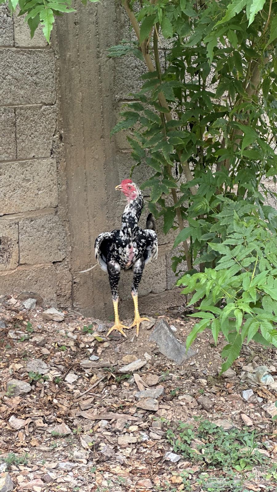 Sindi rooster from Ghbashan lineage64525552404354111