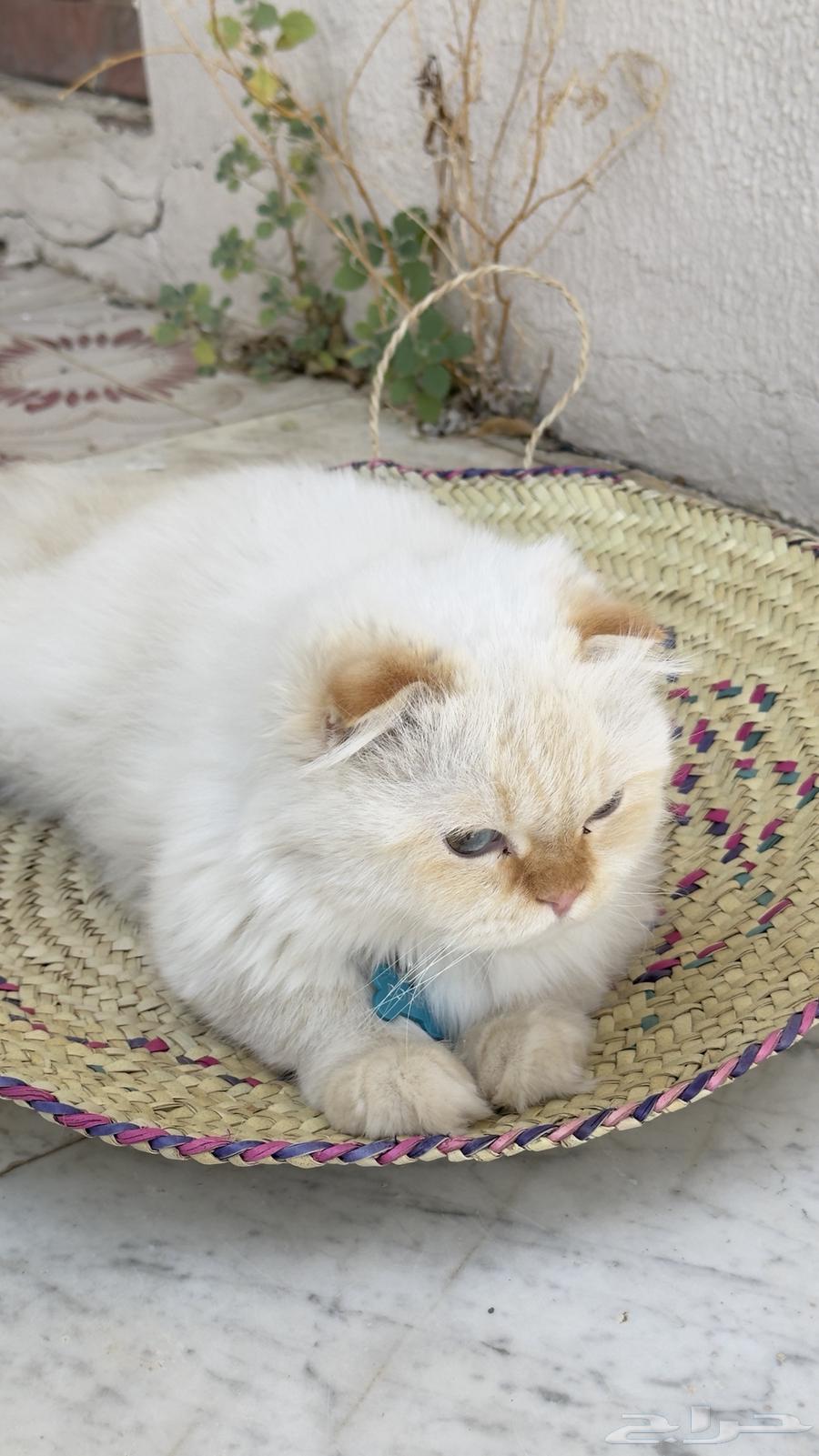 Scottish Fold Cat64521026231171112