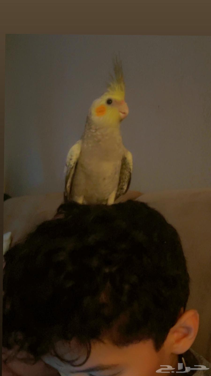 كروان مشروط الصحة والولافة تم البيع64520261503491114