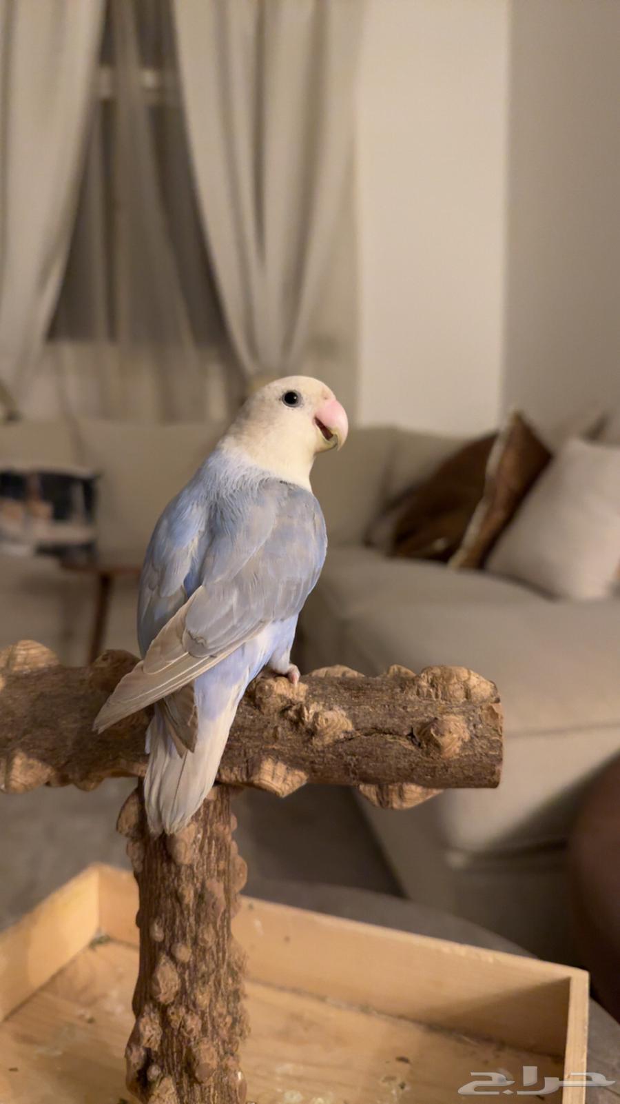 روز هدد داخلي وخارجي ((نشبه )) تم البيع64519087982210110