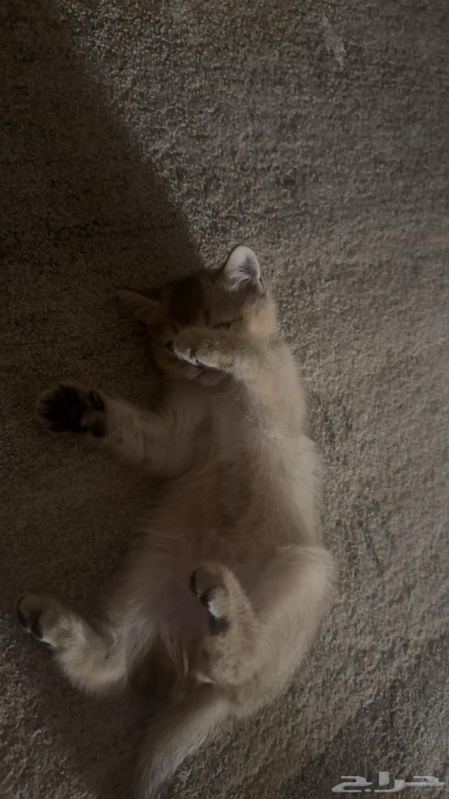 Three Scottish Fold Kittens and Their Mother64520161574145114