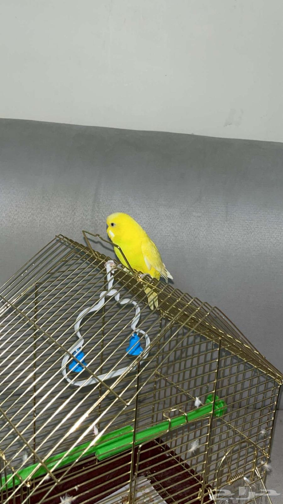 زوج بادجي للبيع64519554499073113