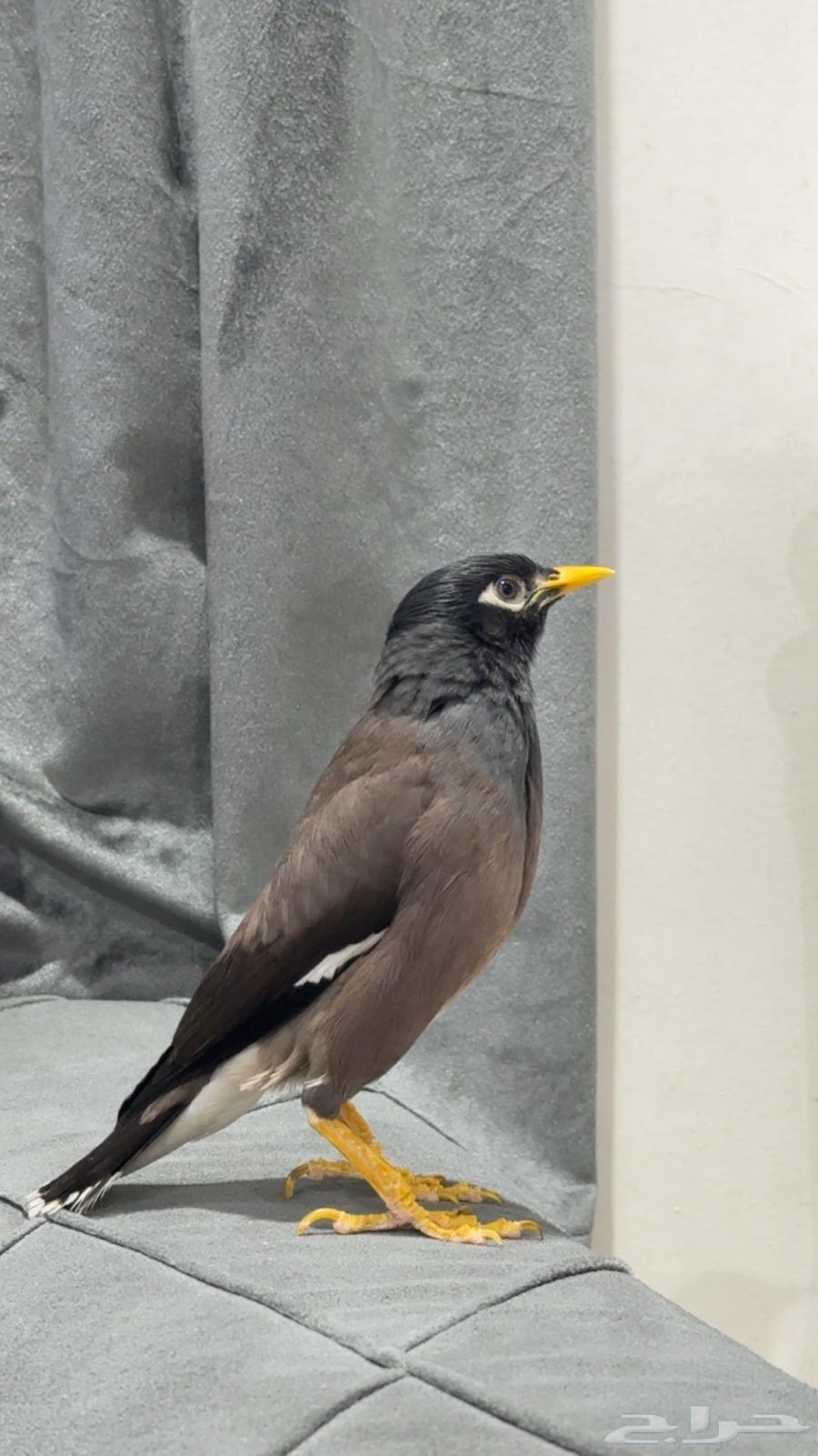 مينا اليف64521991556226110