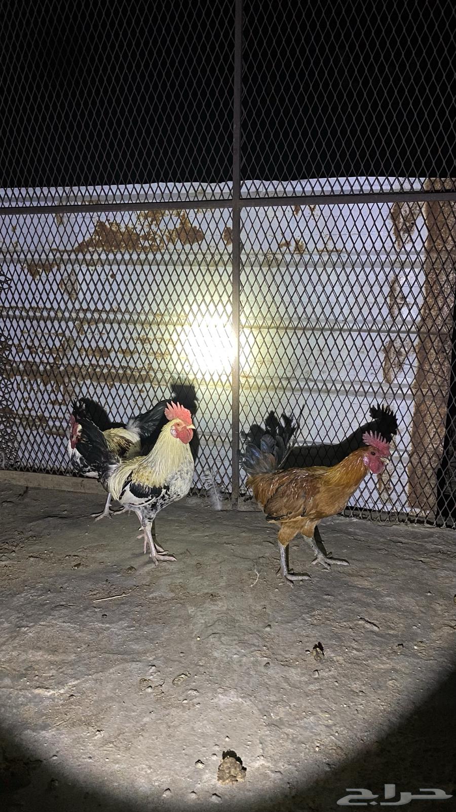 ديوك64525053392643113