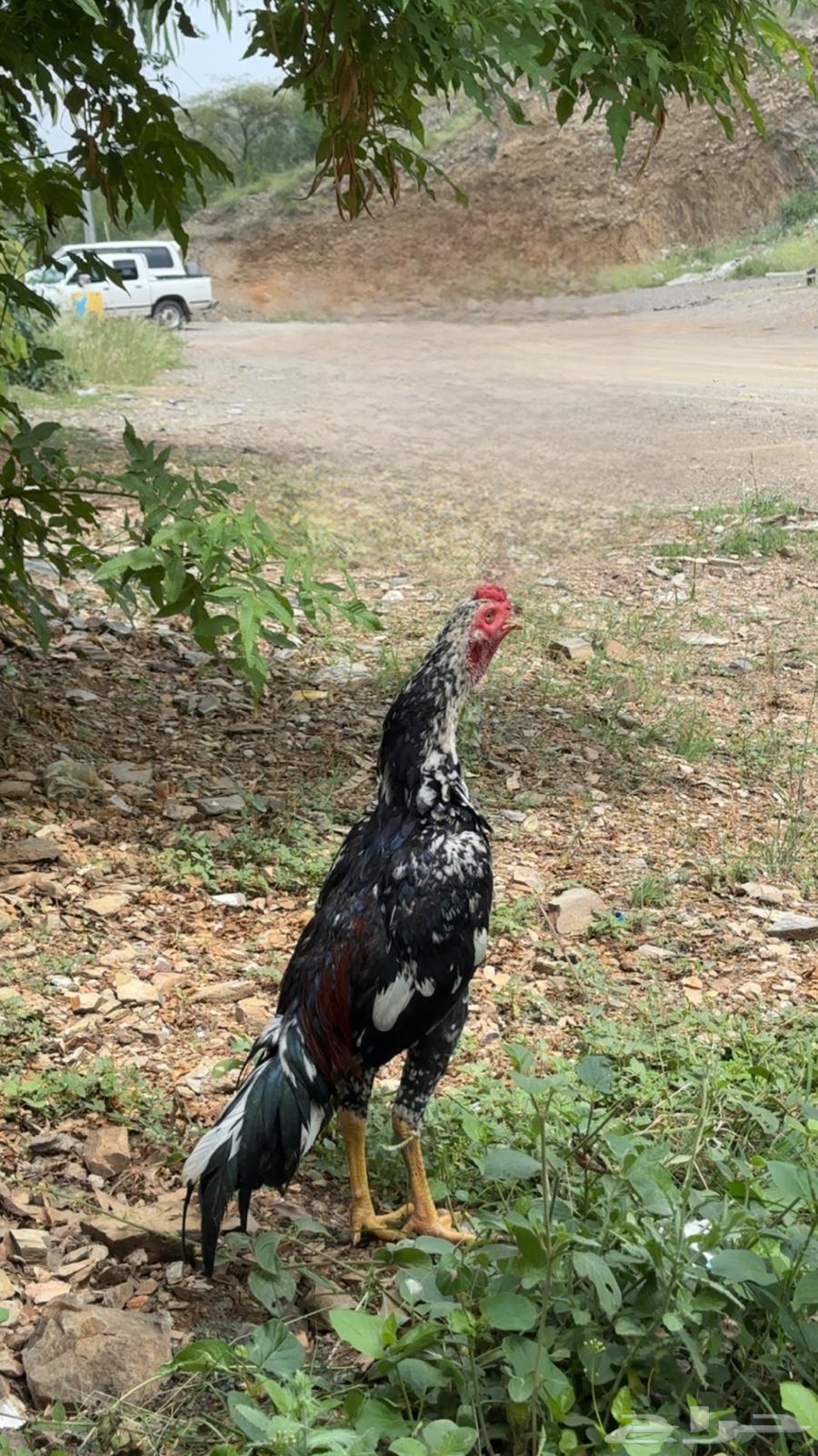 Sindi rooster from Ghbashan lineage64525552404354110