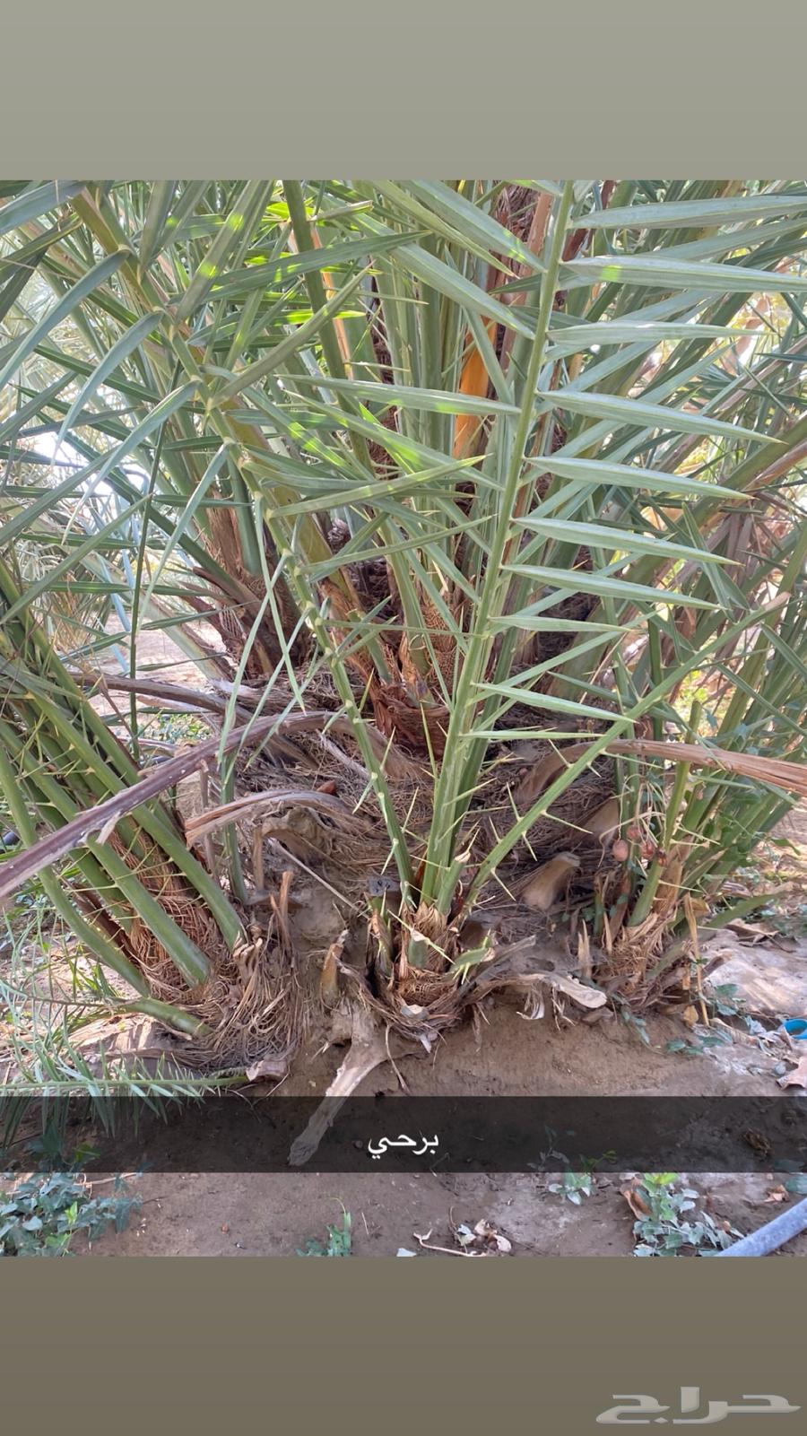 جثيث مخاريف للبيع64457254981890112