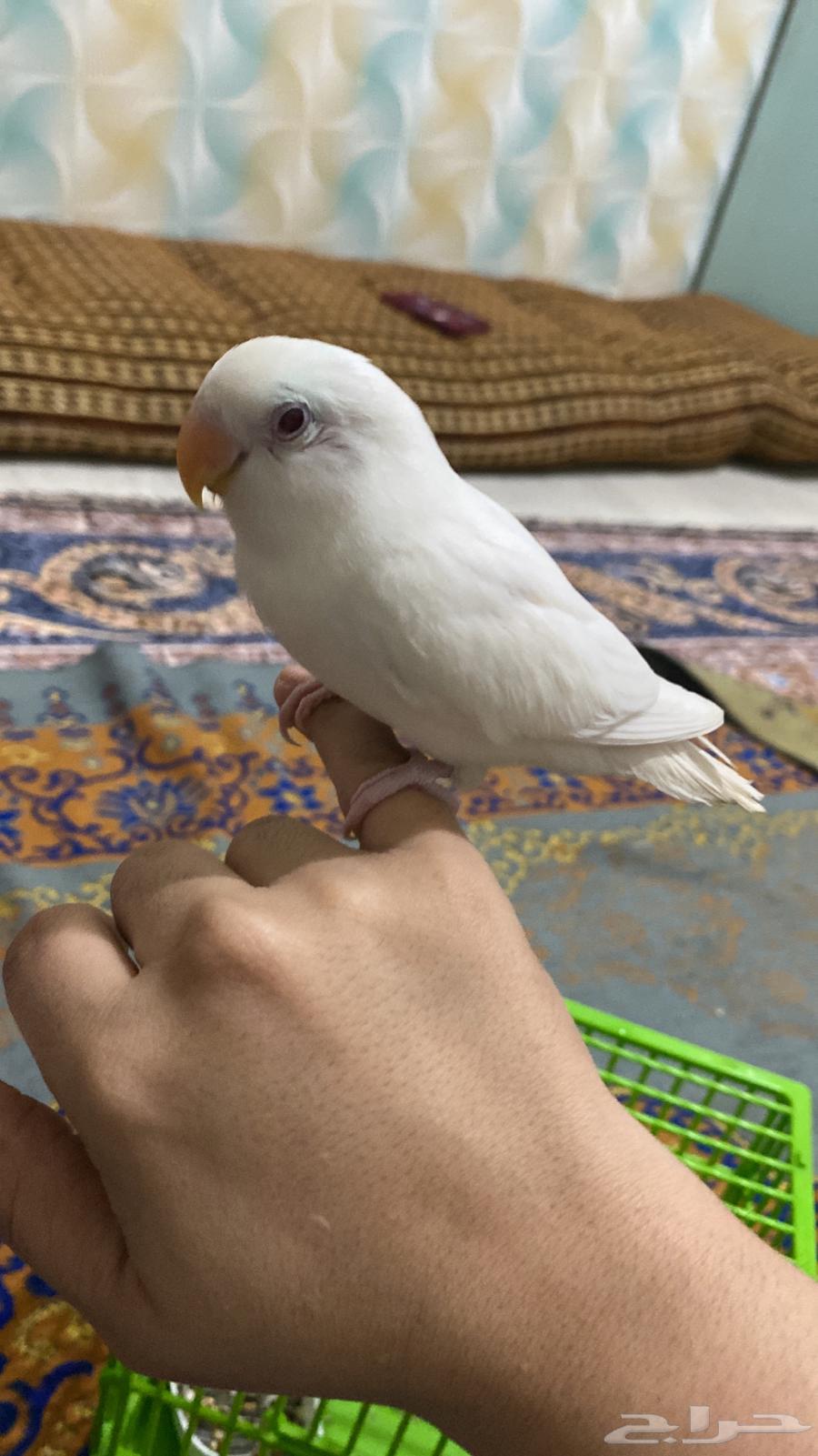 Roz Alif two months old, health 100/100, price 200 riyals64519610745601112