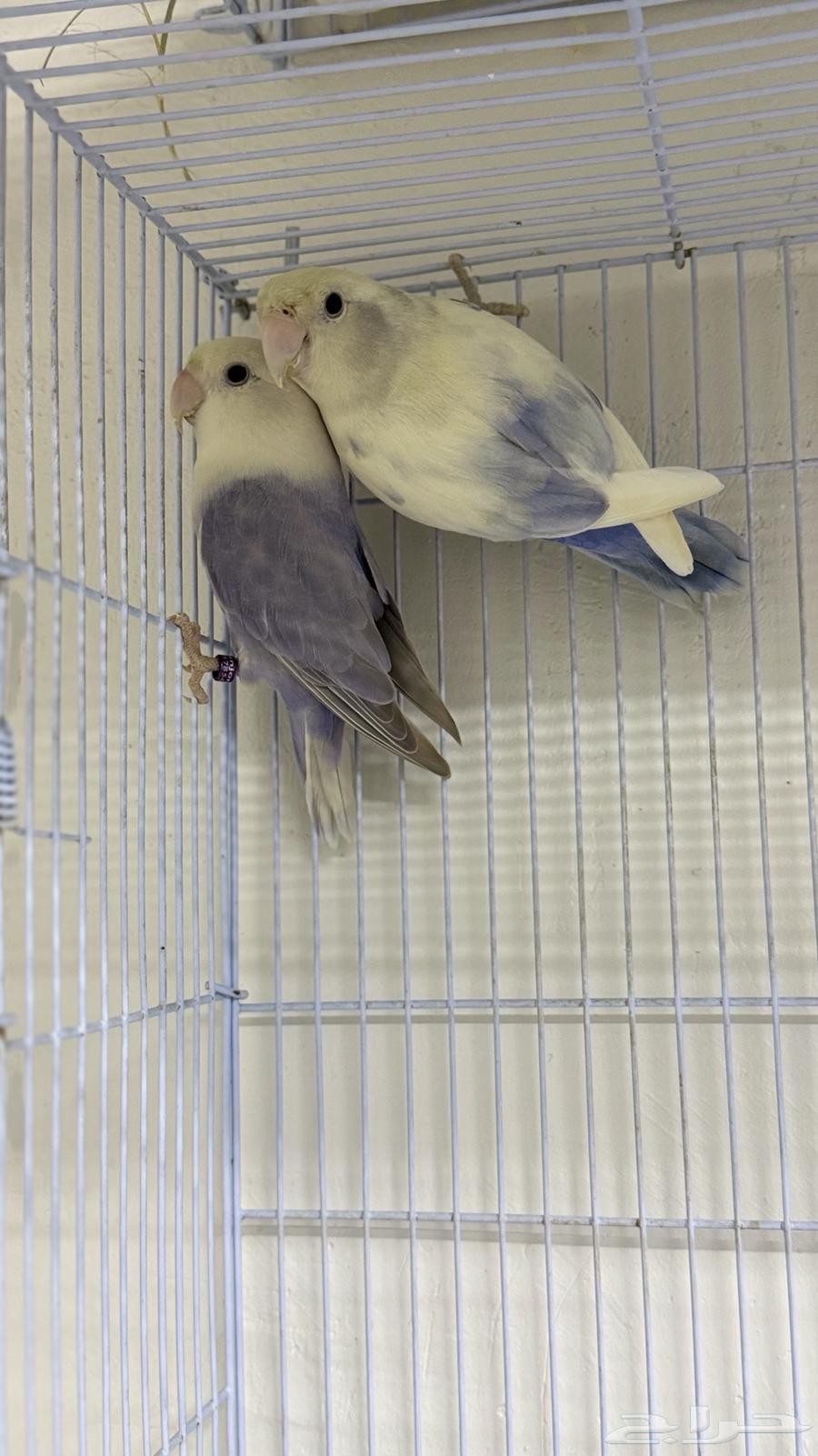 للبيع زوج روز ابرق نوادر (( تم البيع ))64519356303874110