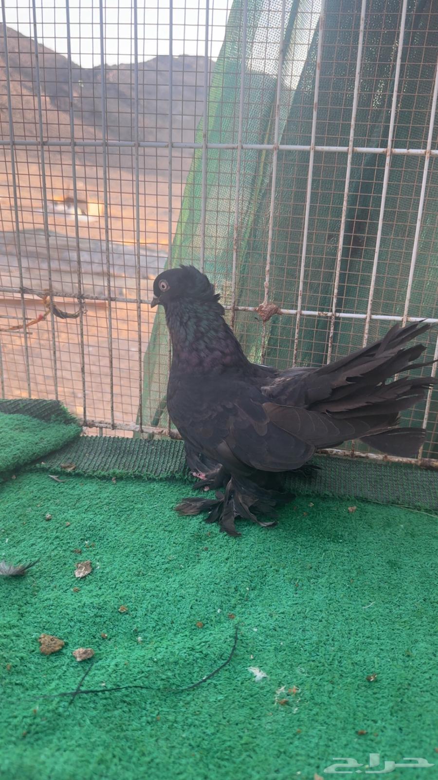 Karnago and Alaska64519144324097111