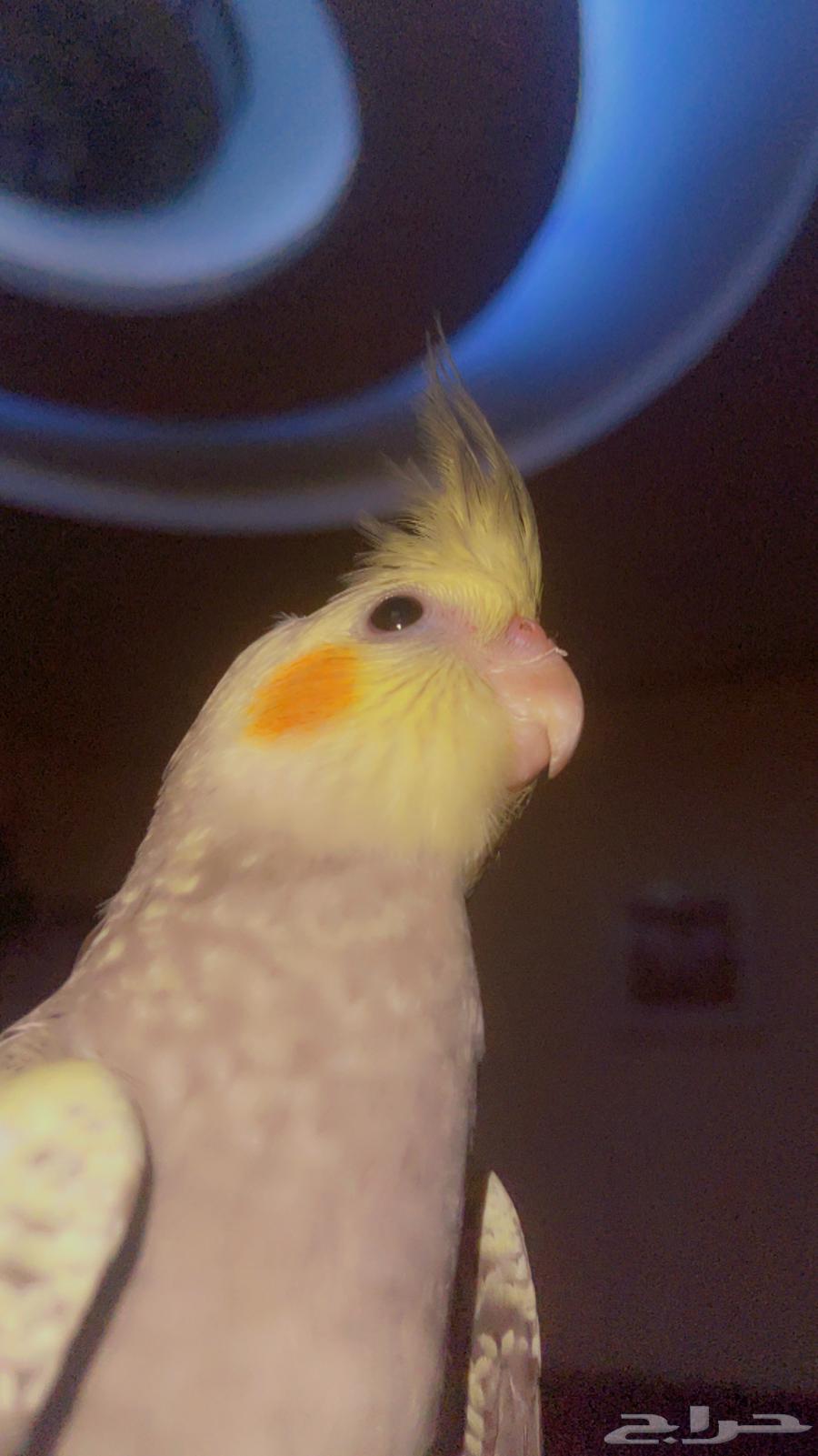 كروان مشروط الصحة والولافة تم البيع64520261503491113