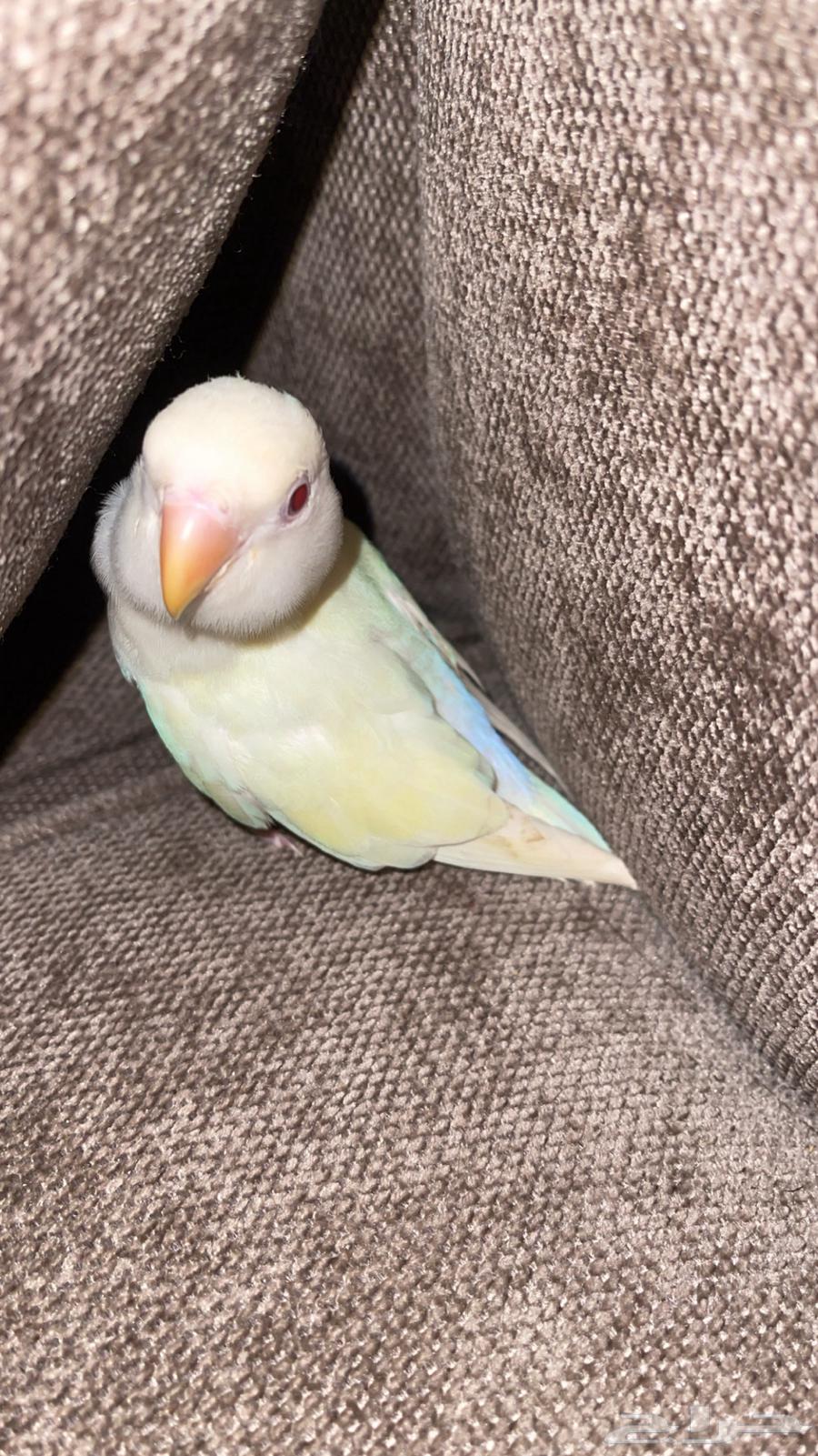 روز هدد نشبه64520318364161113