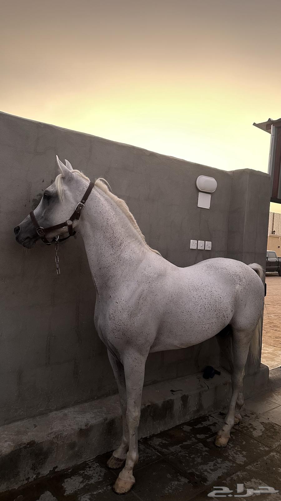 حصان شييخ للبيع64519087974787112