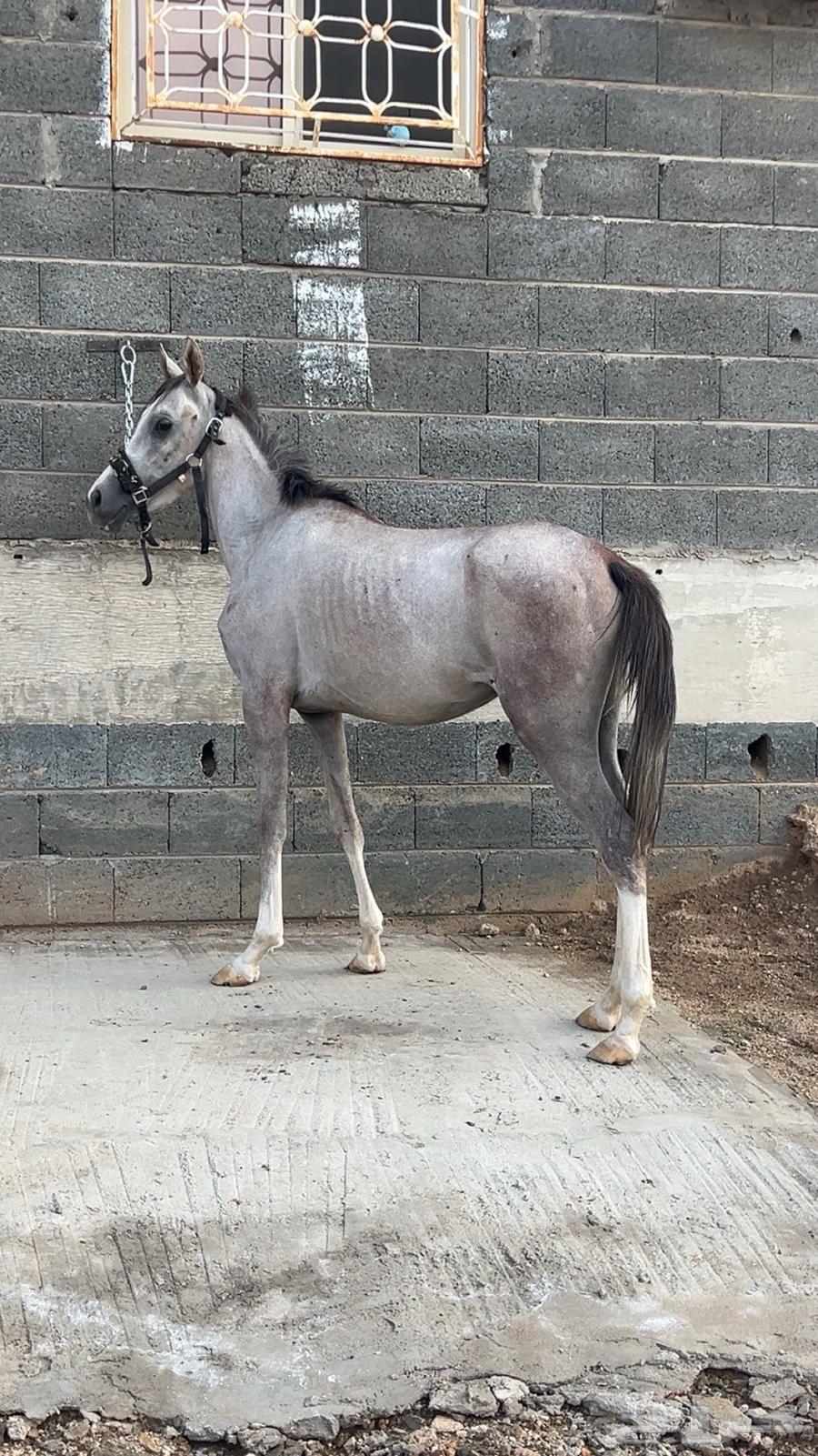 مهر للبيع او للبدل64523569881475110