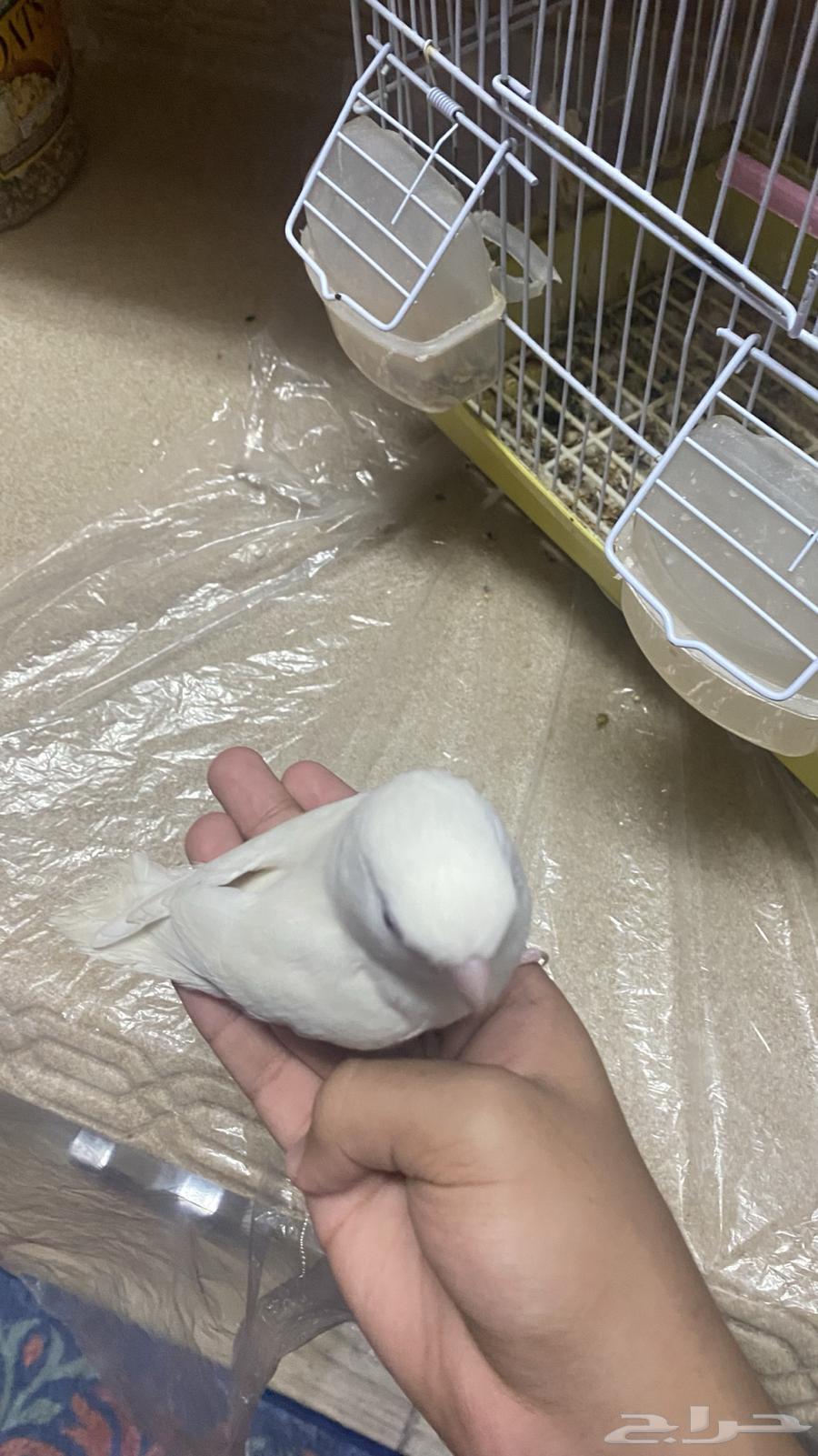 عصفور روز لبيع مشكلته انه في إعاقه بسيطه و سعره 20064526496261379113