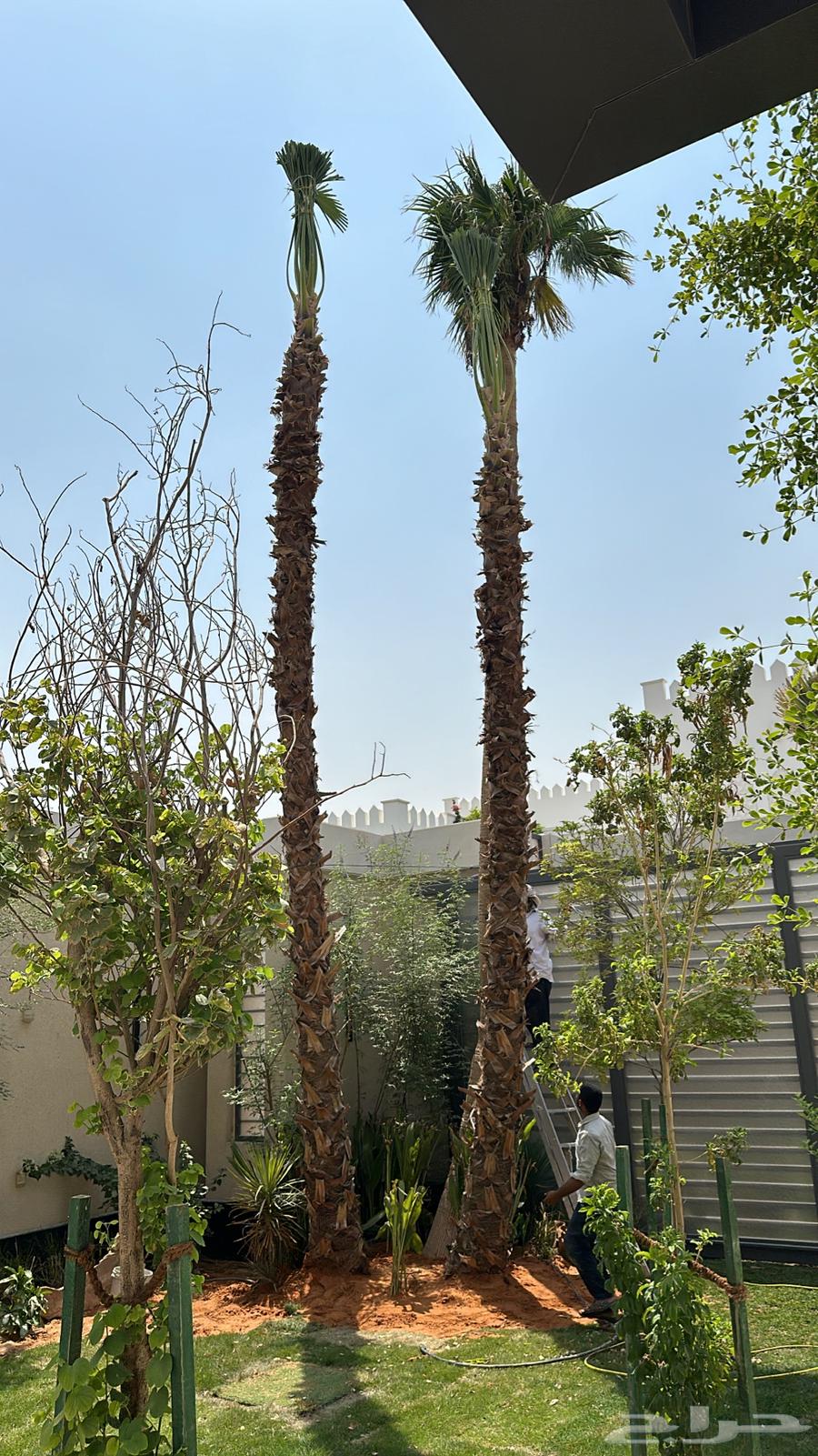 للبيع نخل واشنطني من جميع المقاسات64524614995203111