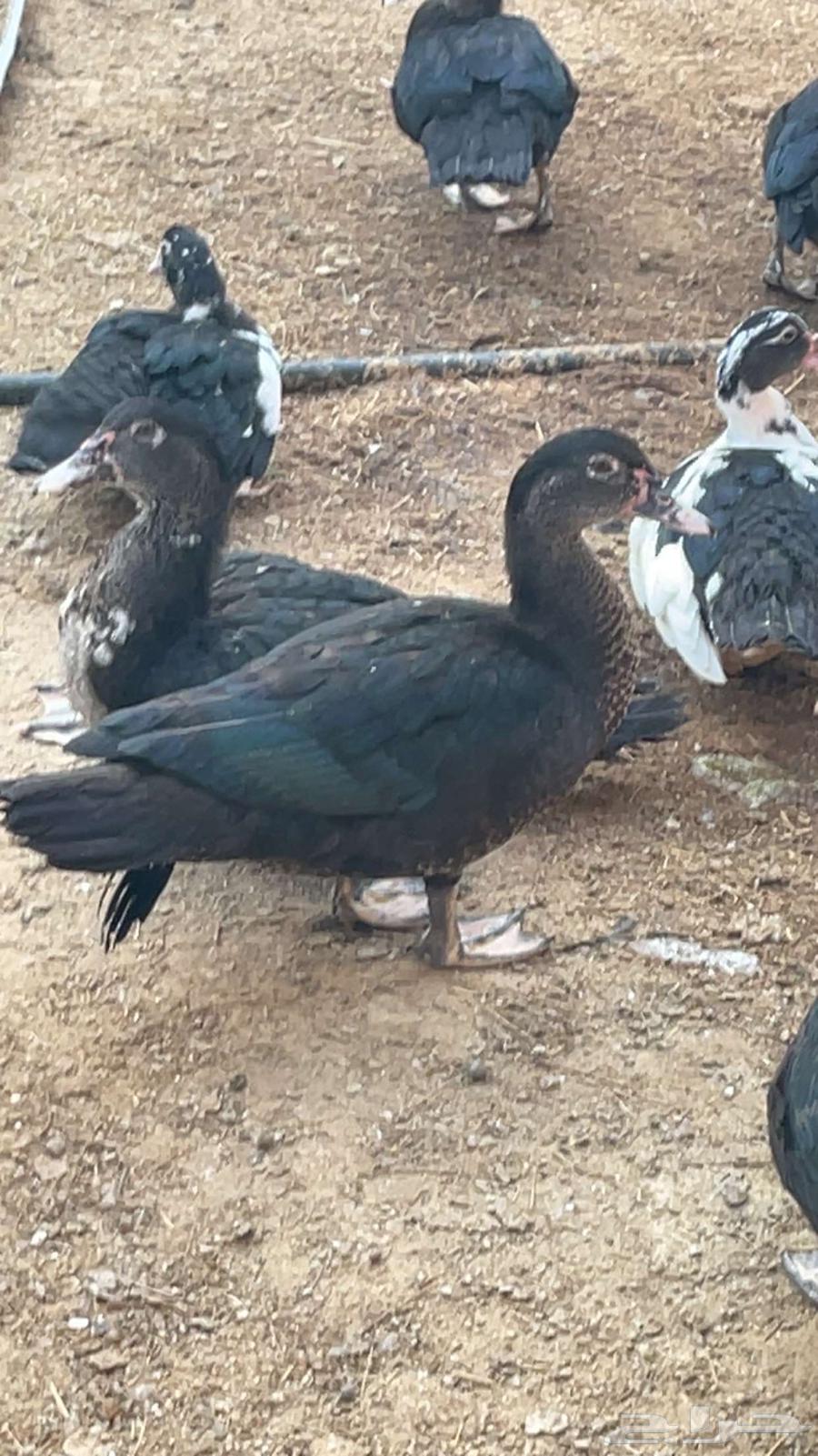 بط مصري64524489619586110