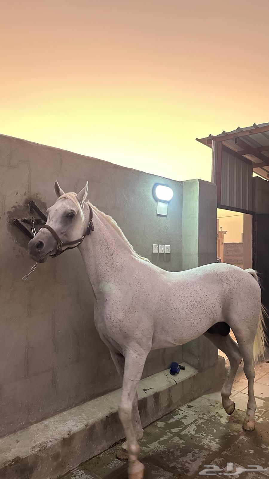 حصان شييخ للبيع64519087974787110