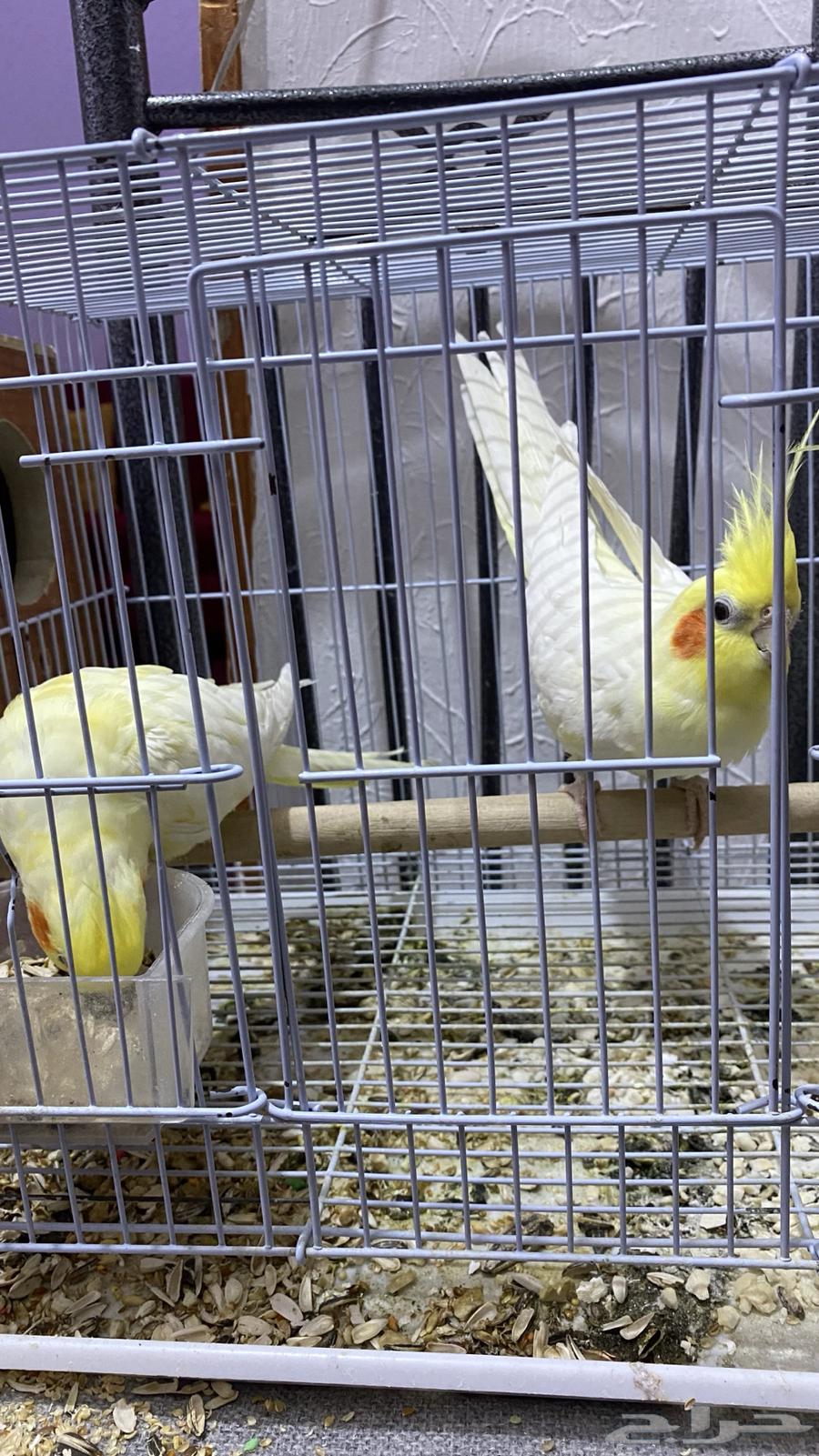 Two crow parakeets with 3 eggs price 80064522288008961110
